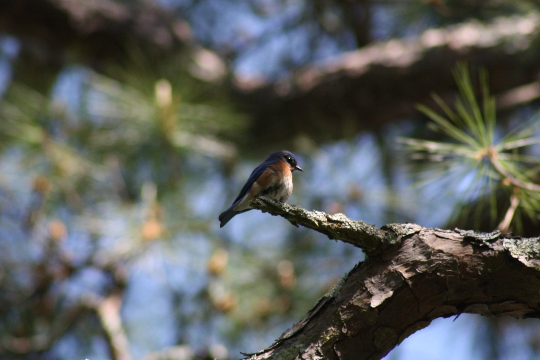Eastern Bluebird, Atlanta, GA, 2025.