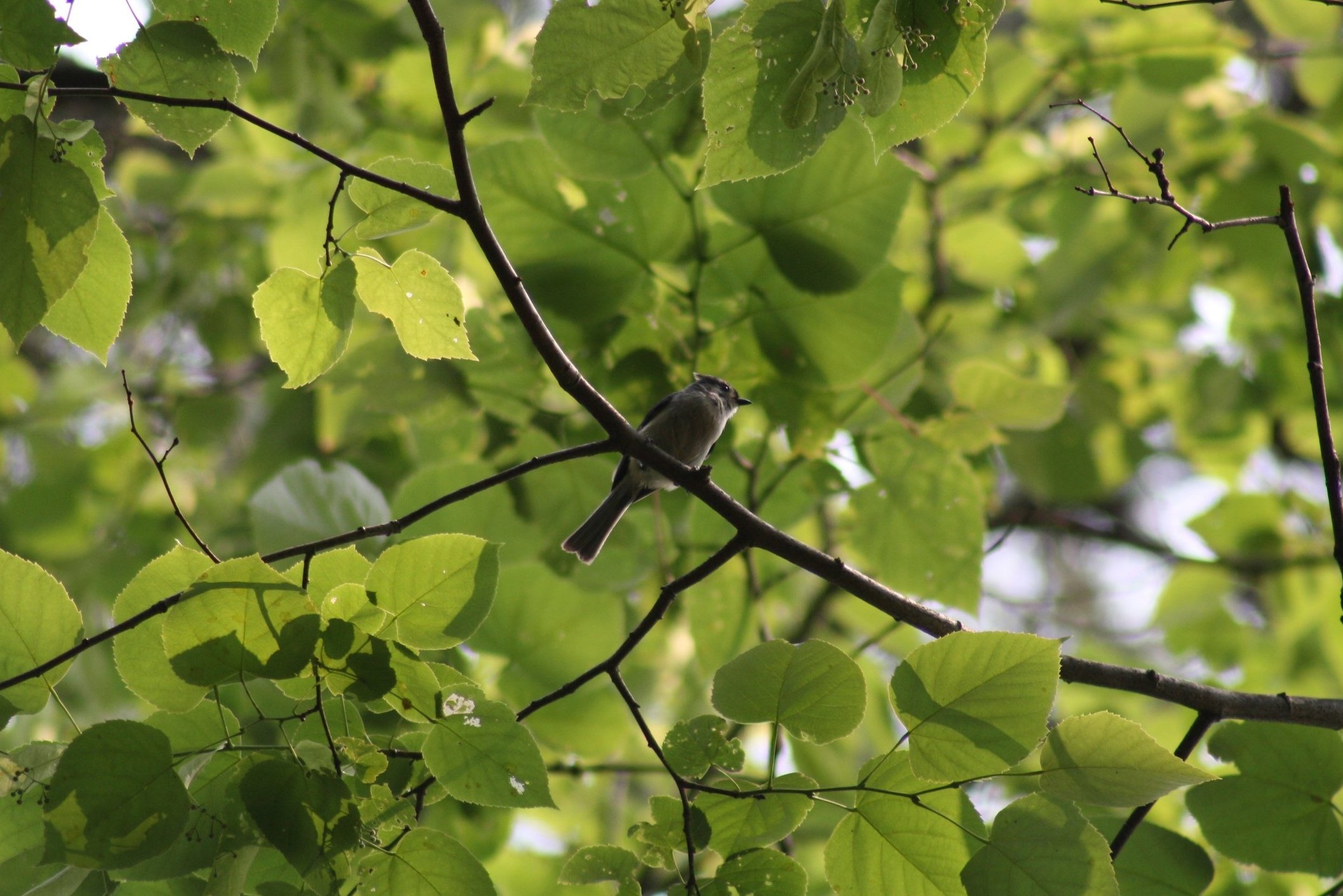 Tufted Titmouse, Atlanta, GA, 2025.