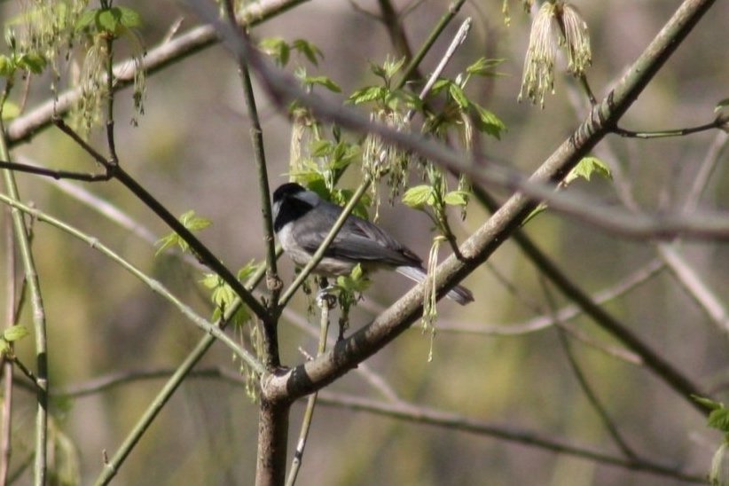 Carolina Chickadee, Roswell, GA, 2025.