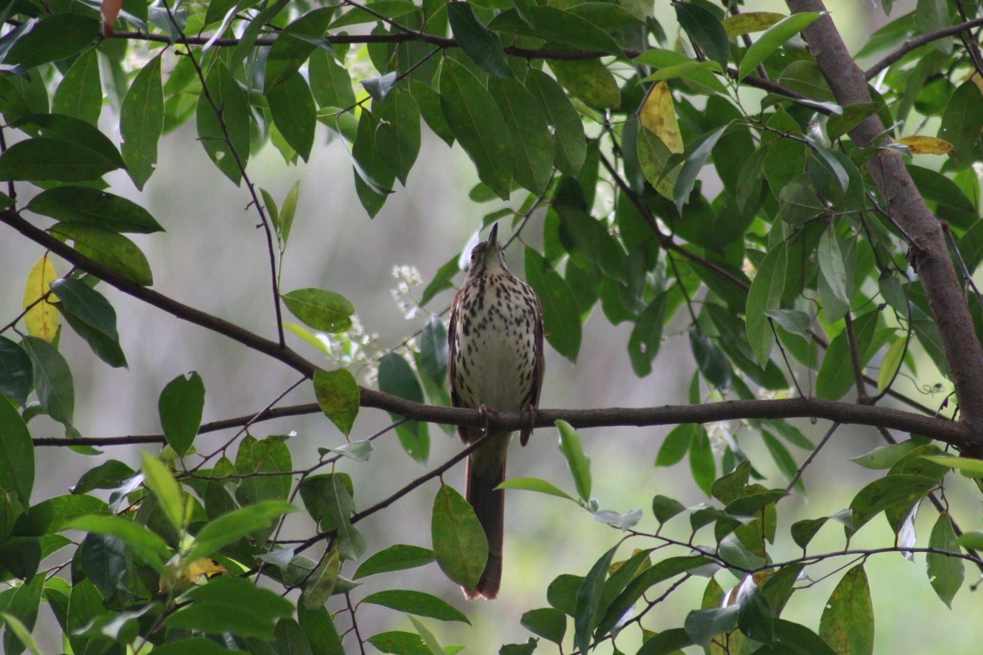 Brown Thrasher, Atlanta, GA, 2025.