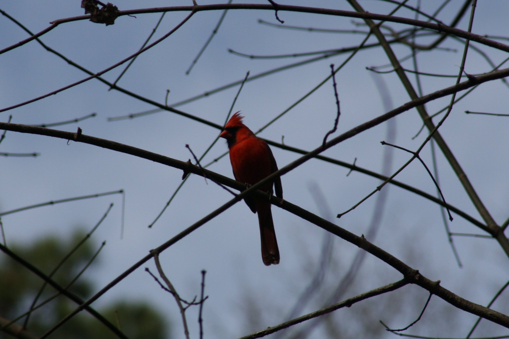 Northern Cardinal, Atlanta, GA, 2025.