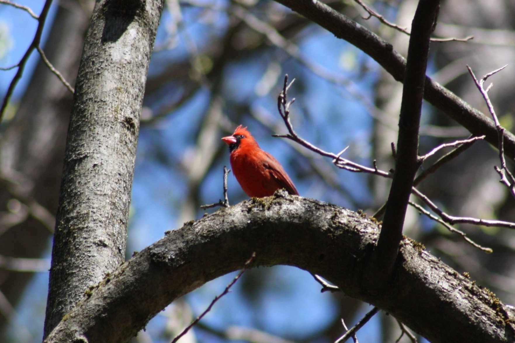 Northern Cardinal, Atlanta, GA, 2025.