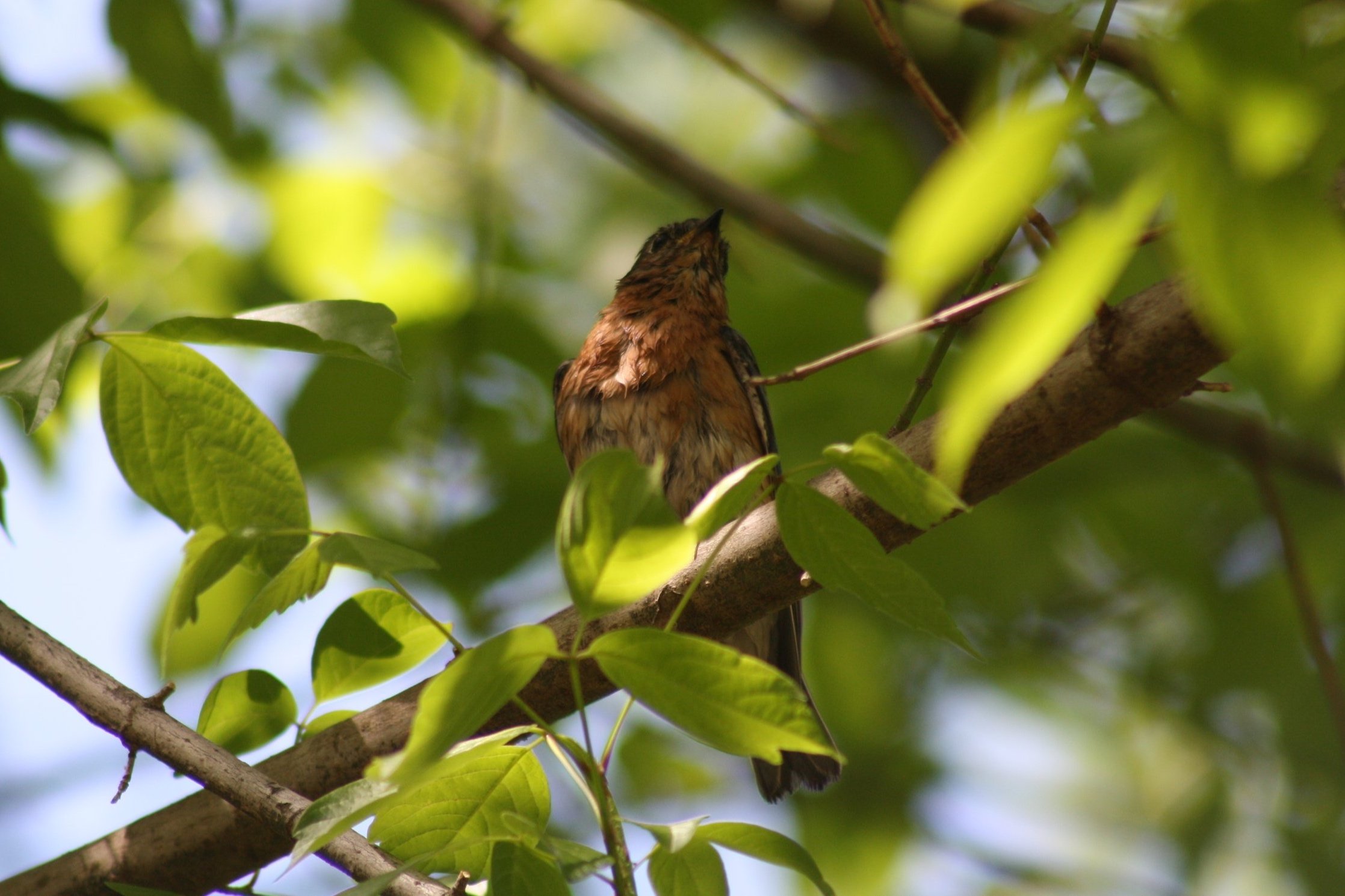 Eastern Bluebird, Atlanta, GA, 2025.