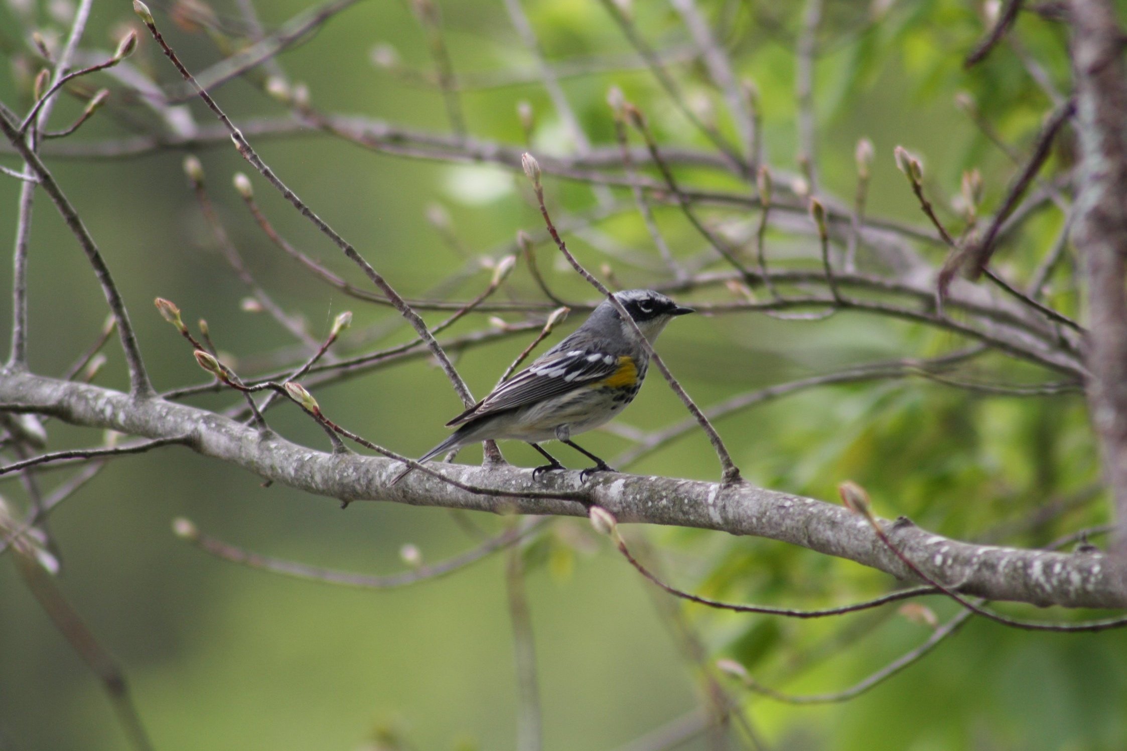 Yellow Rumped Warbler, Atlanta, GA, 2025.