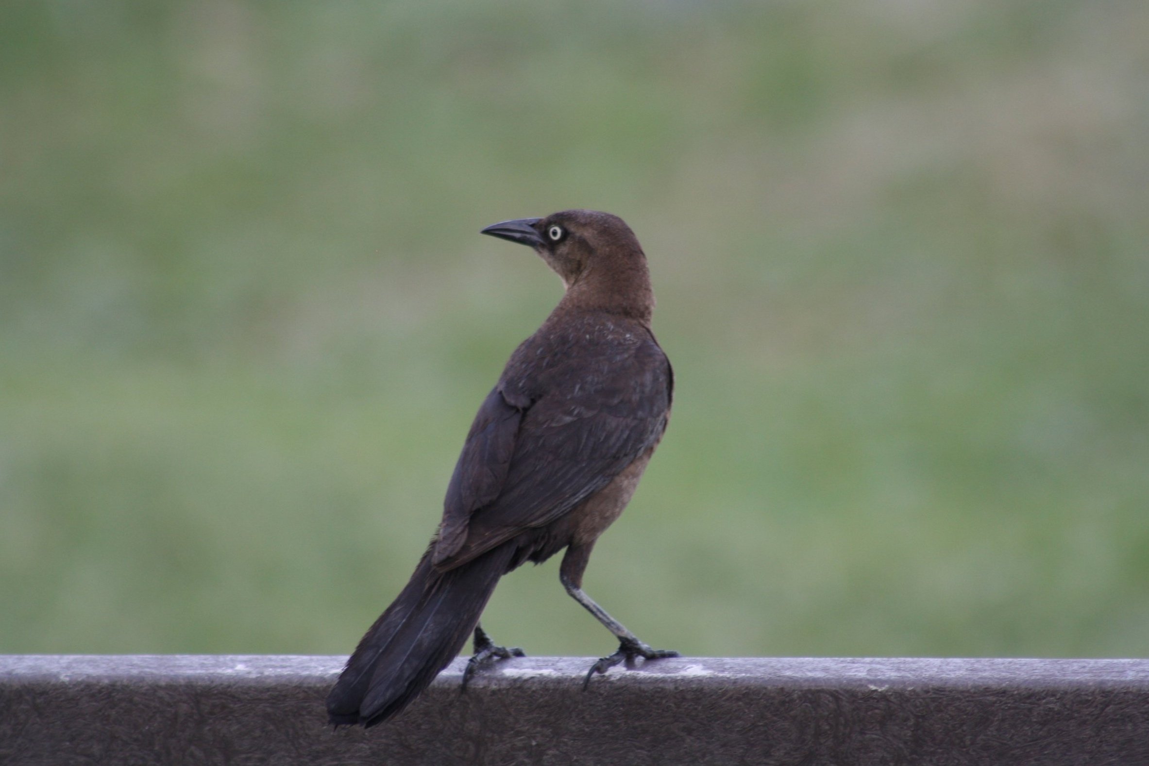 Boat Tailed Grackle, St. Simon's Island, GA, 2025.