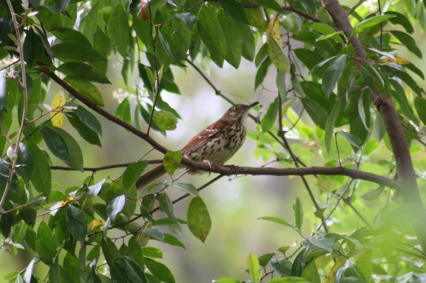 Brown Thrasher, Atlanta, GA, 2025.