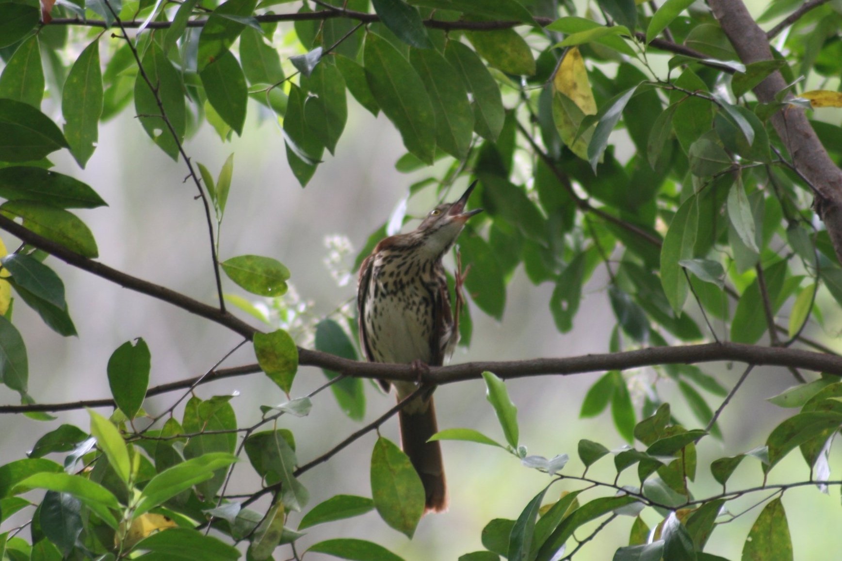 Brown Thrasher, Atlanta, GA, 2025.