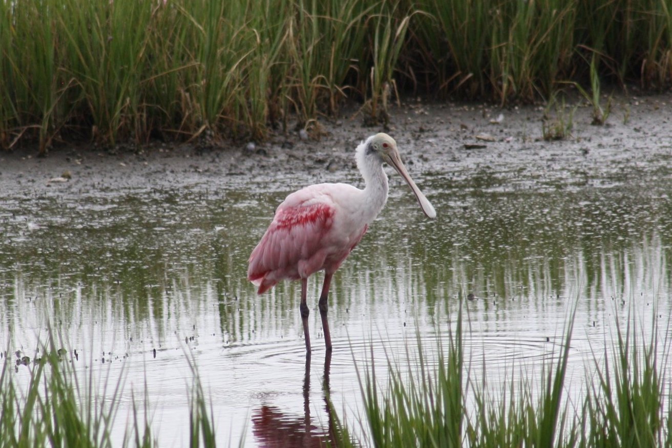 Roseate Spoonbill, Andrew's Island Causeway, GA, 2025.