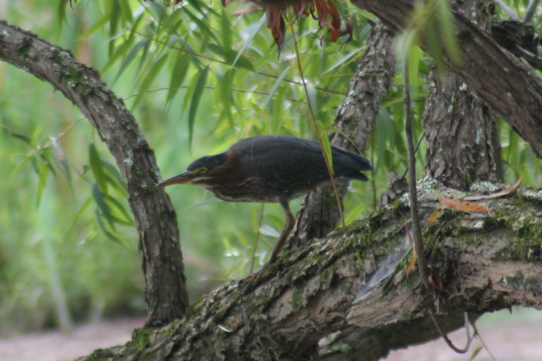 Green Heron, Suwanee, GA, 2025.