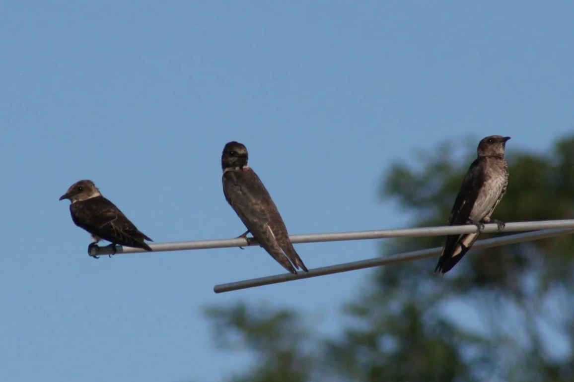 Purple Martin, Athens, GA, 2025.