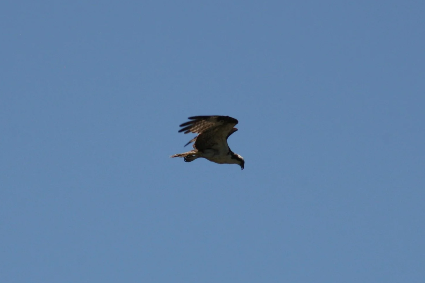 Osprey, Auburn, GA, 2025.