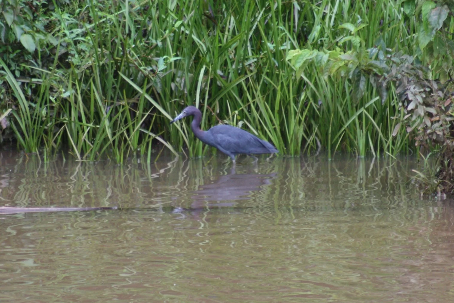 Little Blue Heron, Suwanee, GA, 2025.