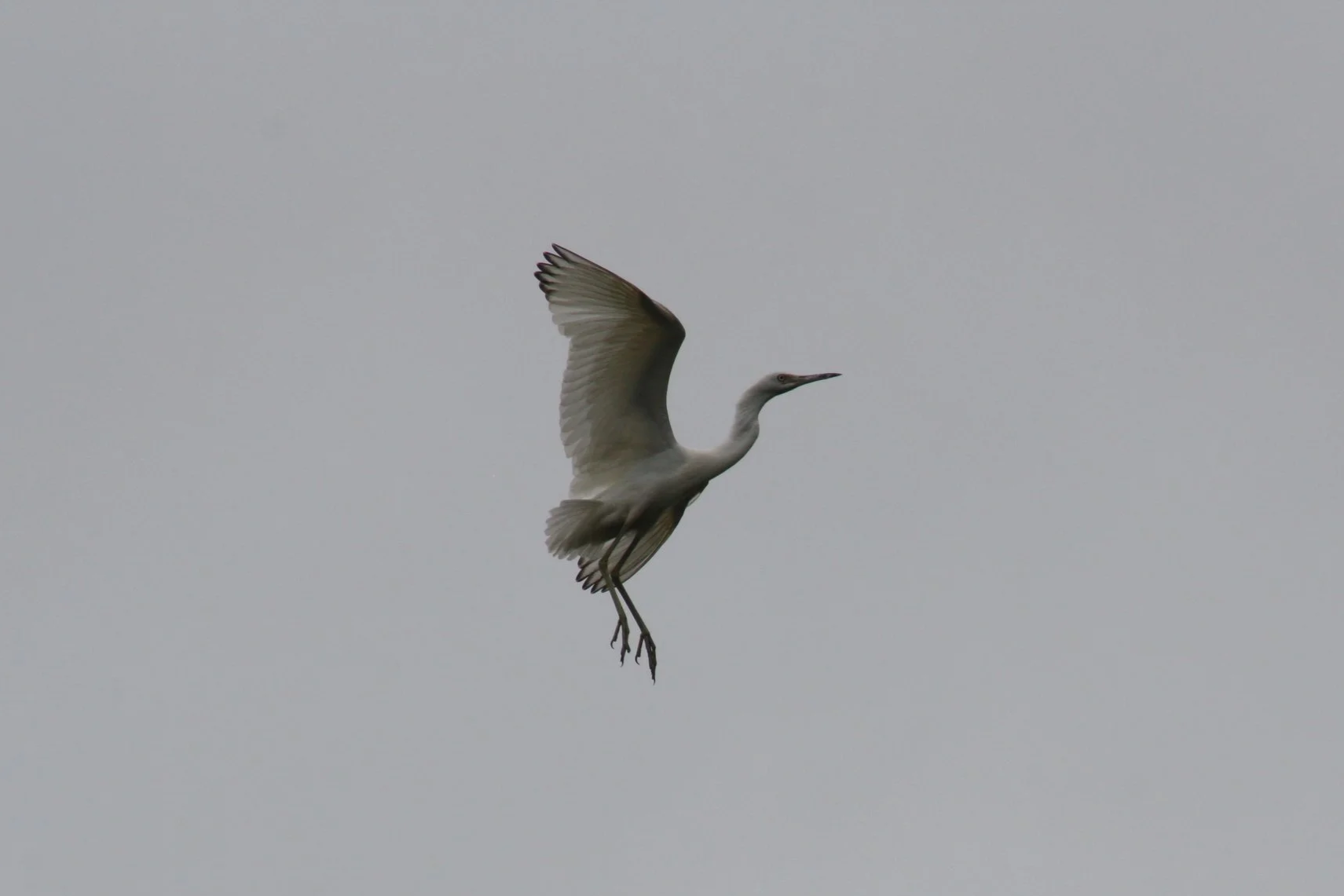 Little Blue Heron, Suwanee, GA, 2025.