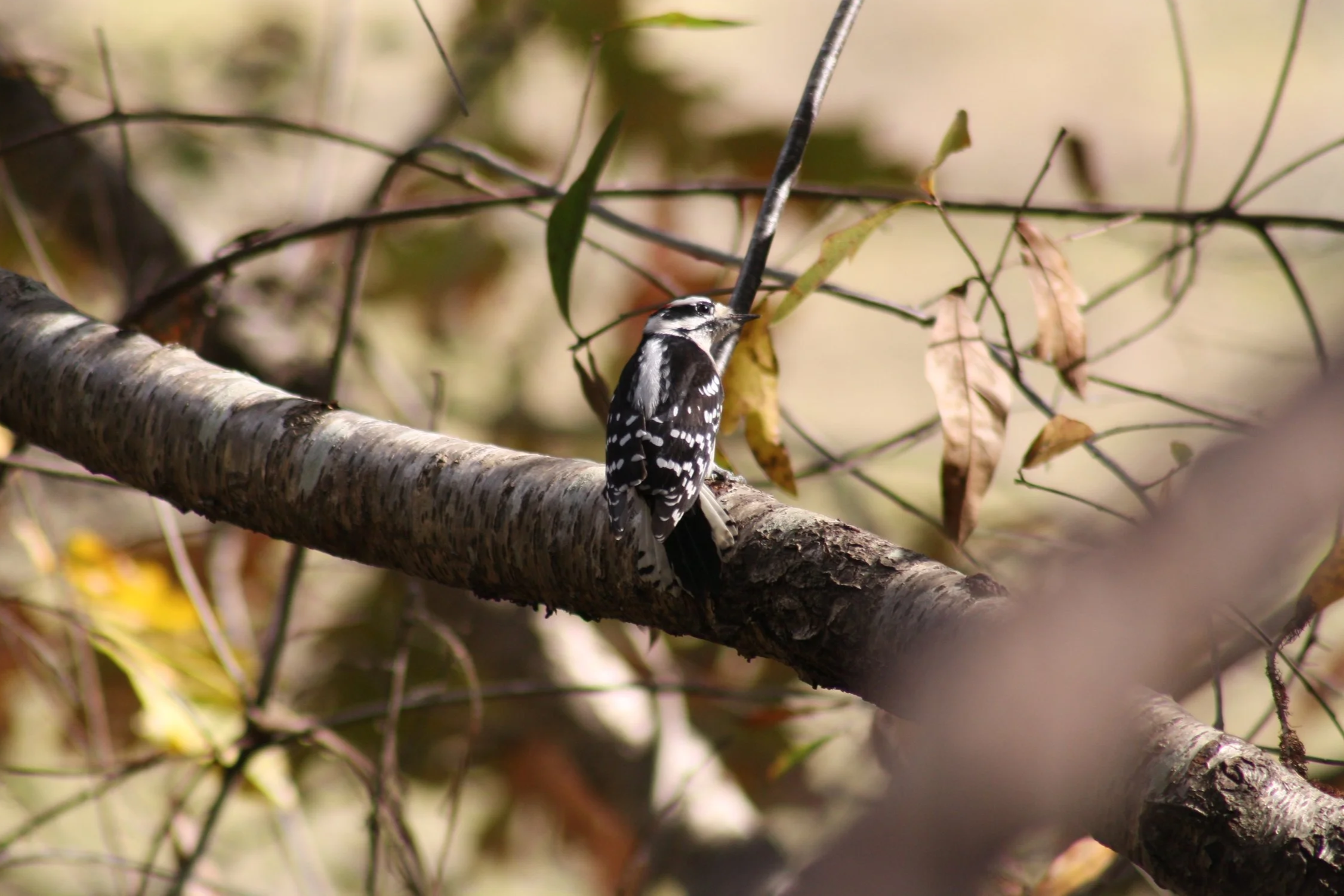 Downy Woodpecker, Atlanta, GA, 2025.
