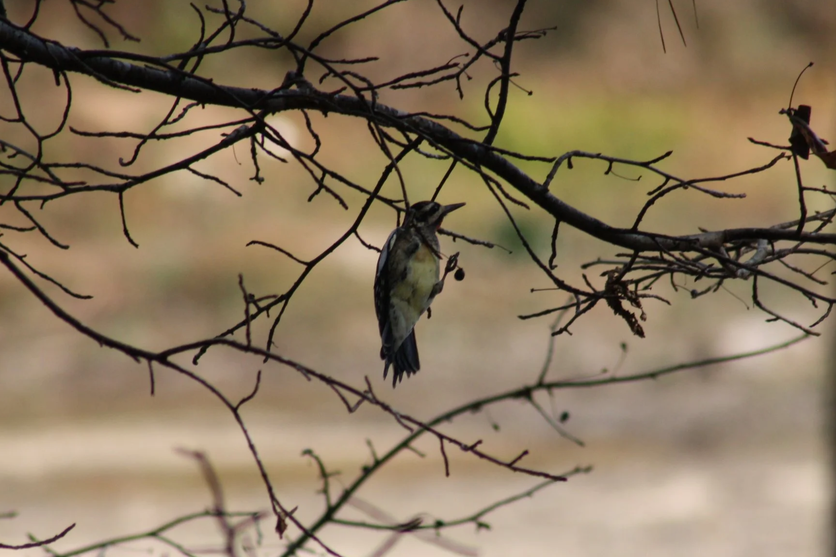 Yellow Bellied Sapsucker, Atlanta, GA, 2025.