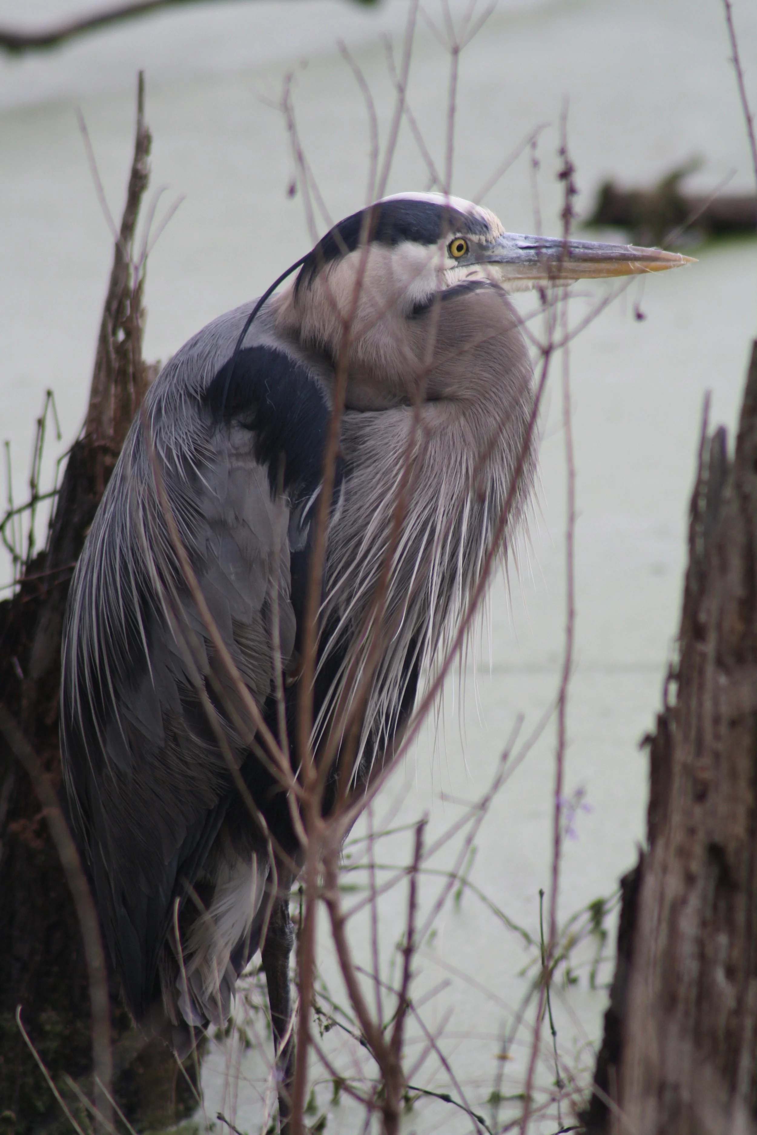 Great Blue Heron, Hilton Head Island, SC, 2026.