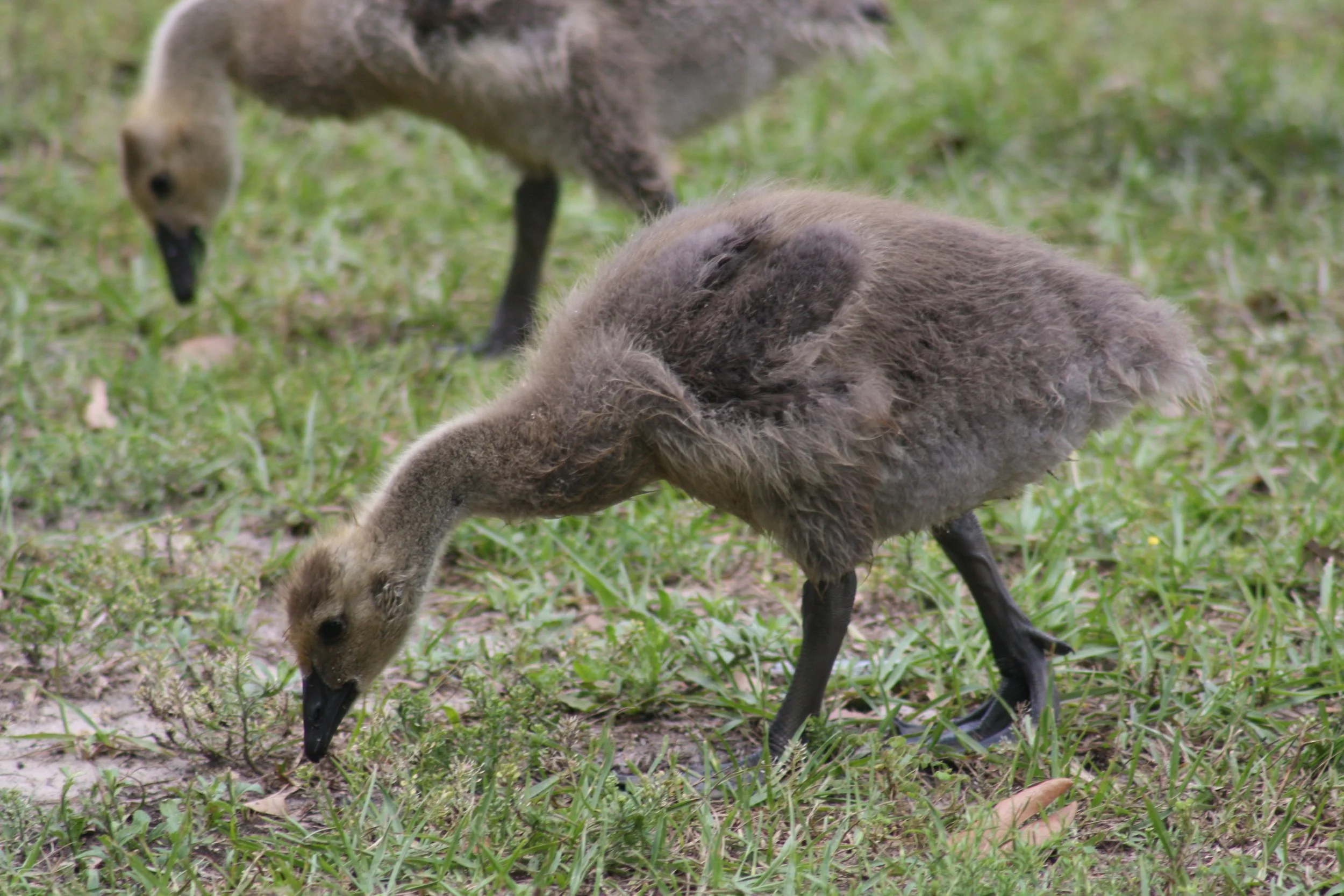 Canada Goose, Savannah, GA, 2026.