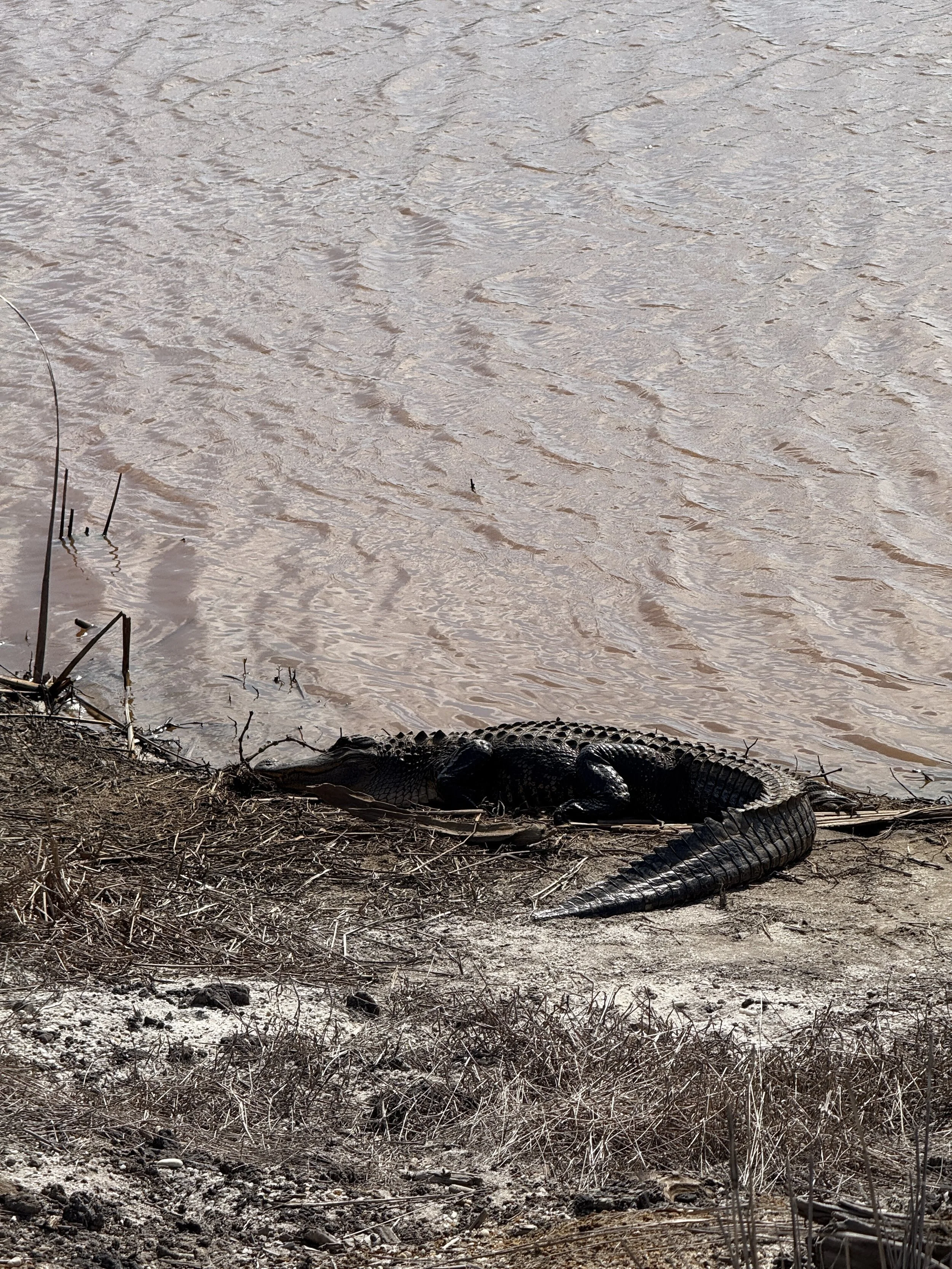 Alligator, Savannah, GA, 2025.