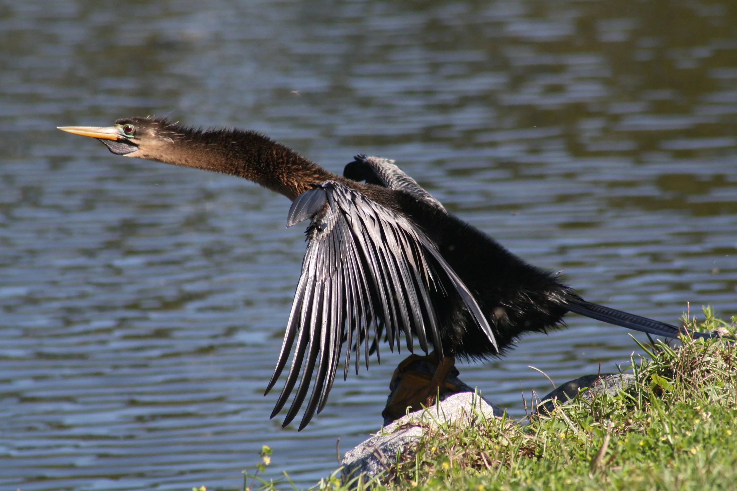 Anhinga, Skidaway Island, GA, 2026.