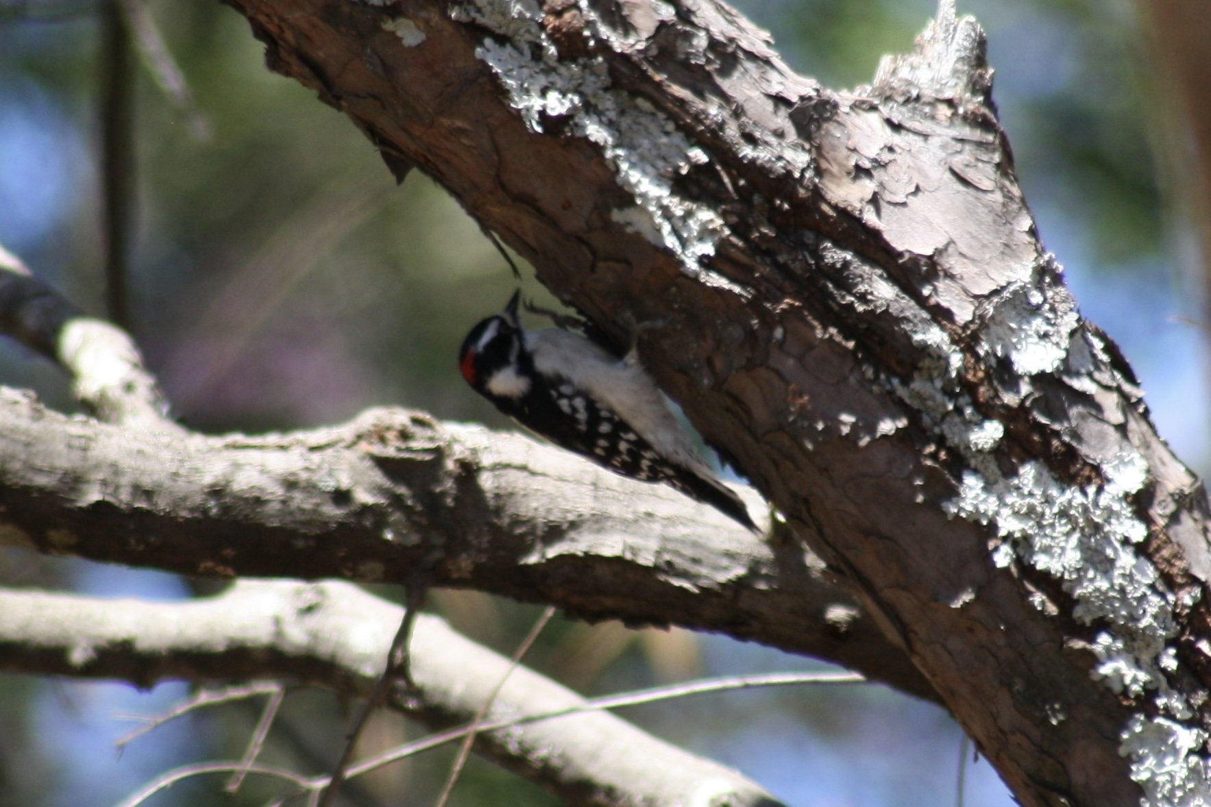 Downy Woodpecker, Atlanta, GA, 2025.