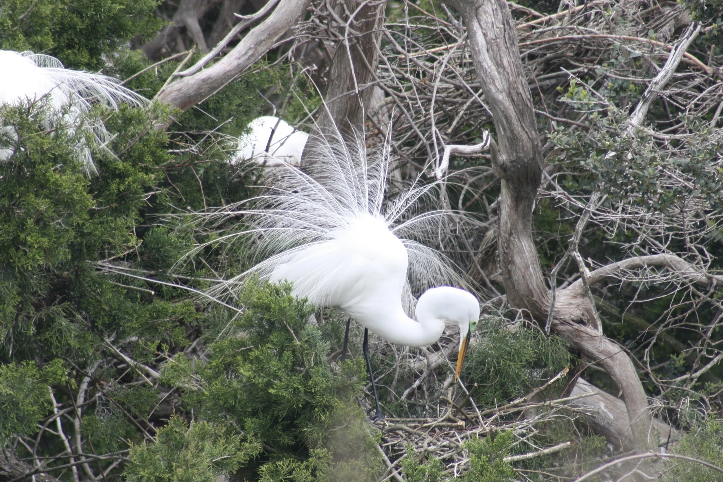 Great Egret, Hilton Head Island, SC, 2026.