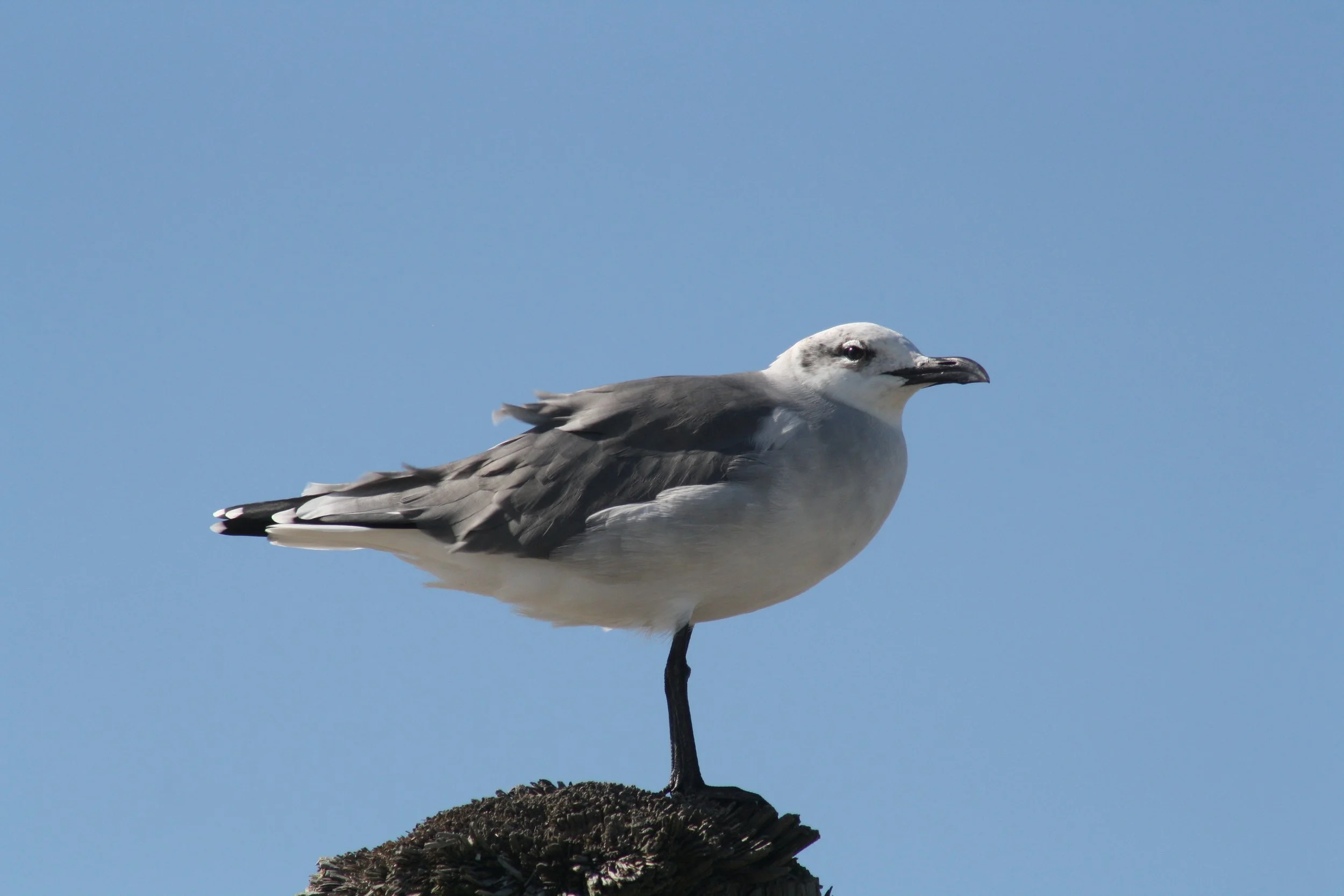 Laughing Gull, Tybee Island, GA, 2025.