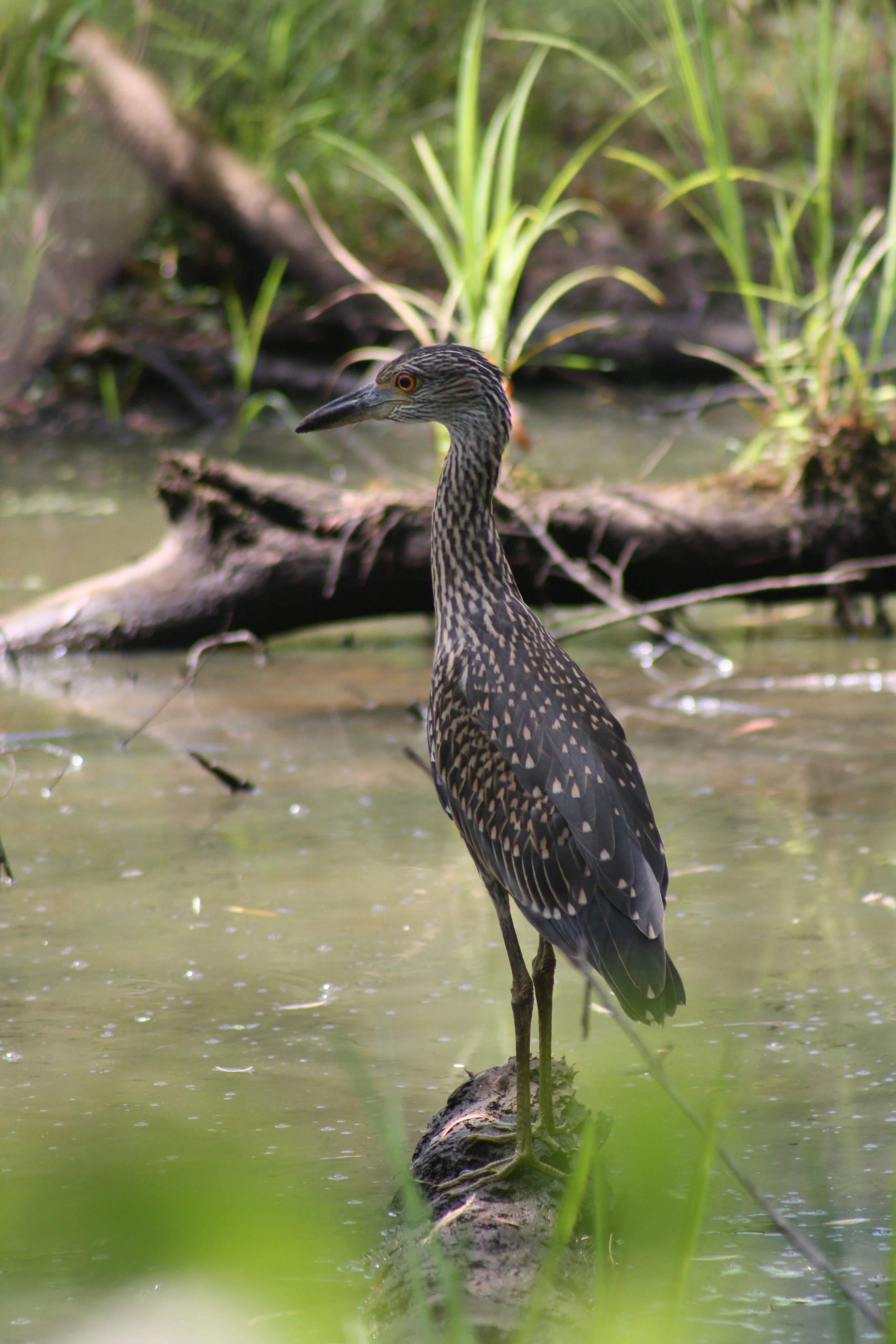 Yellow Crowned Night Heron, Suwanee, GA, 2025.