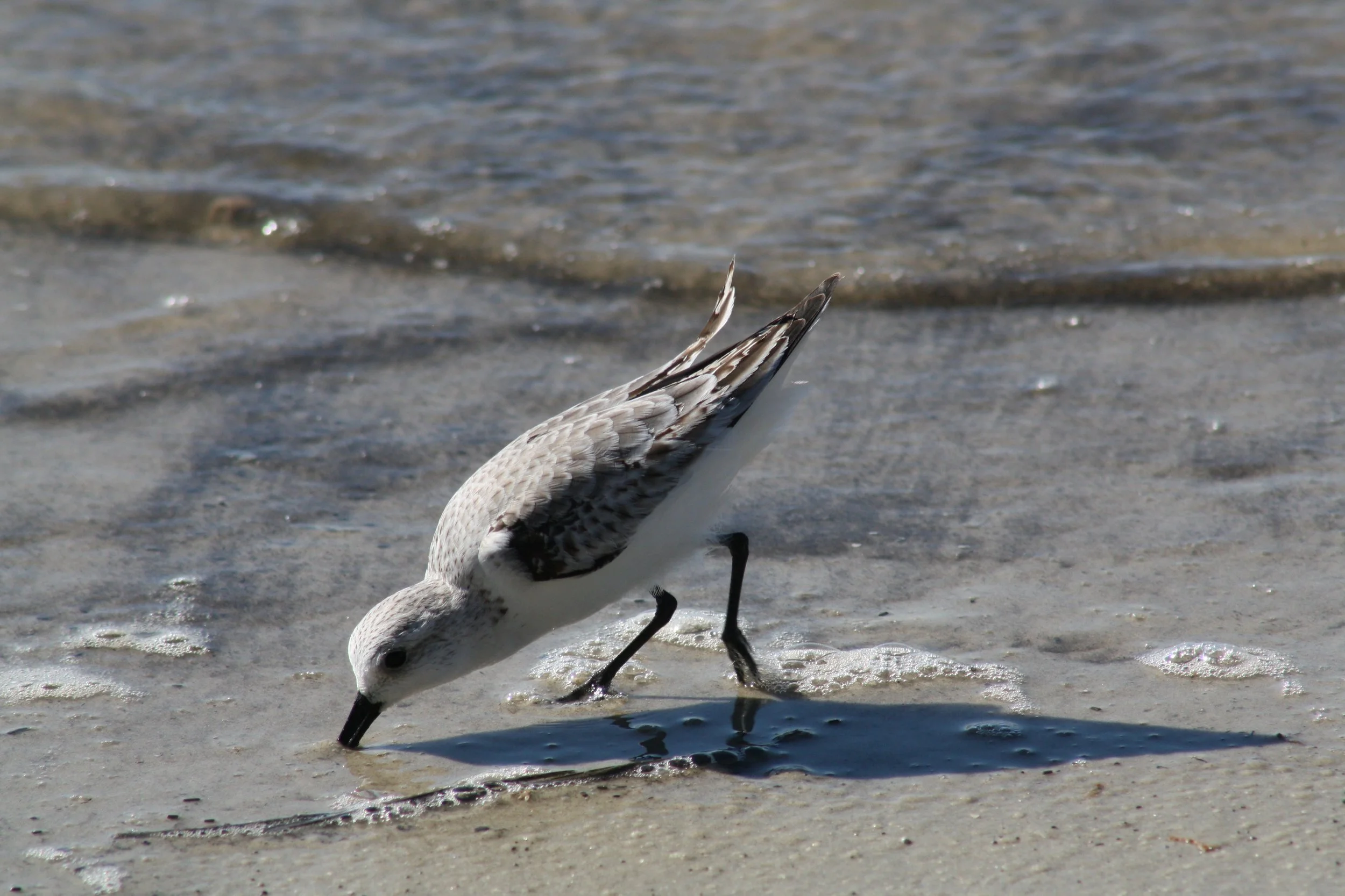 Sanderling, Jekyll Island, GA, 2025.