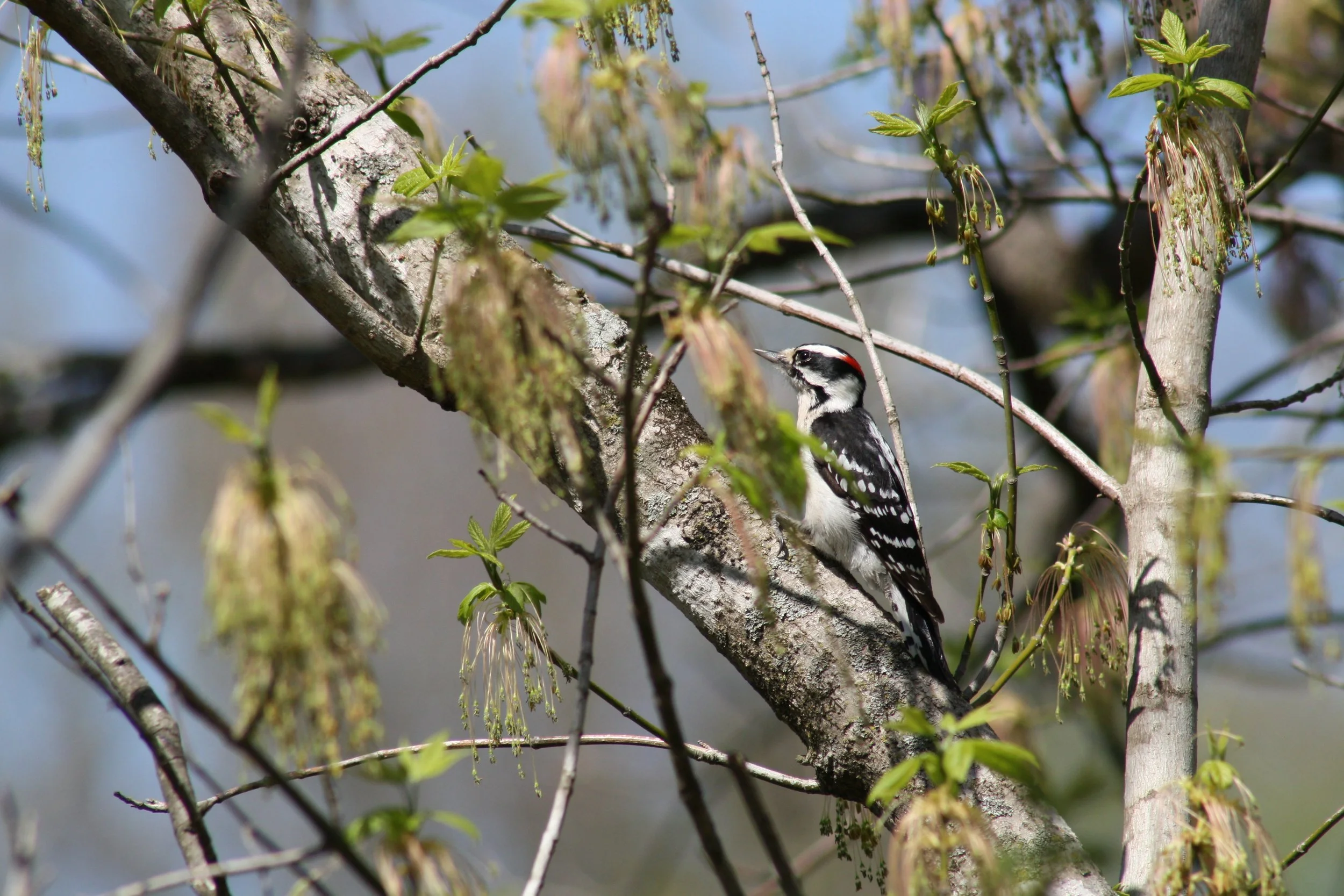 Downy Woodpecker, Roswell, GA, 2025.