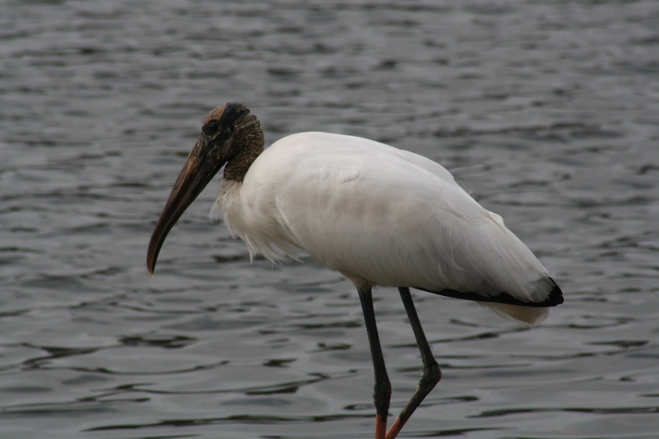 Wood Stork, Savannah, GA, 2026.