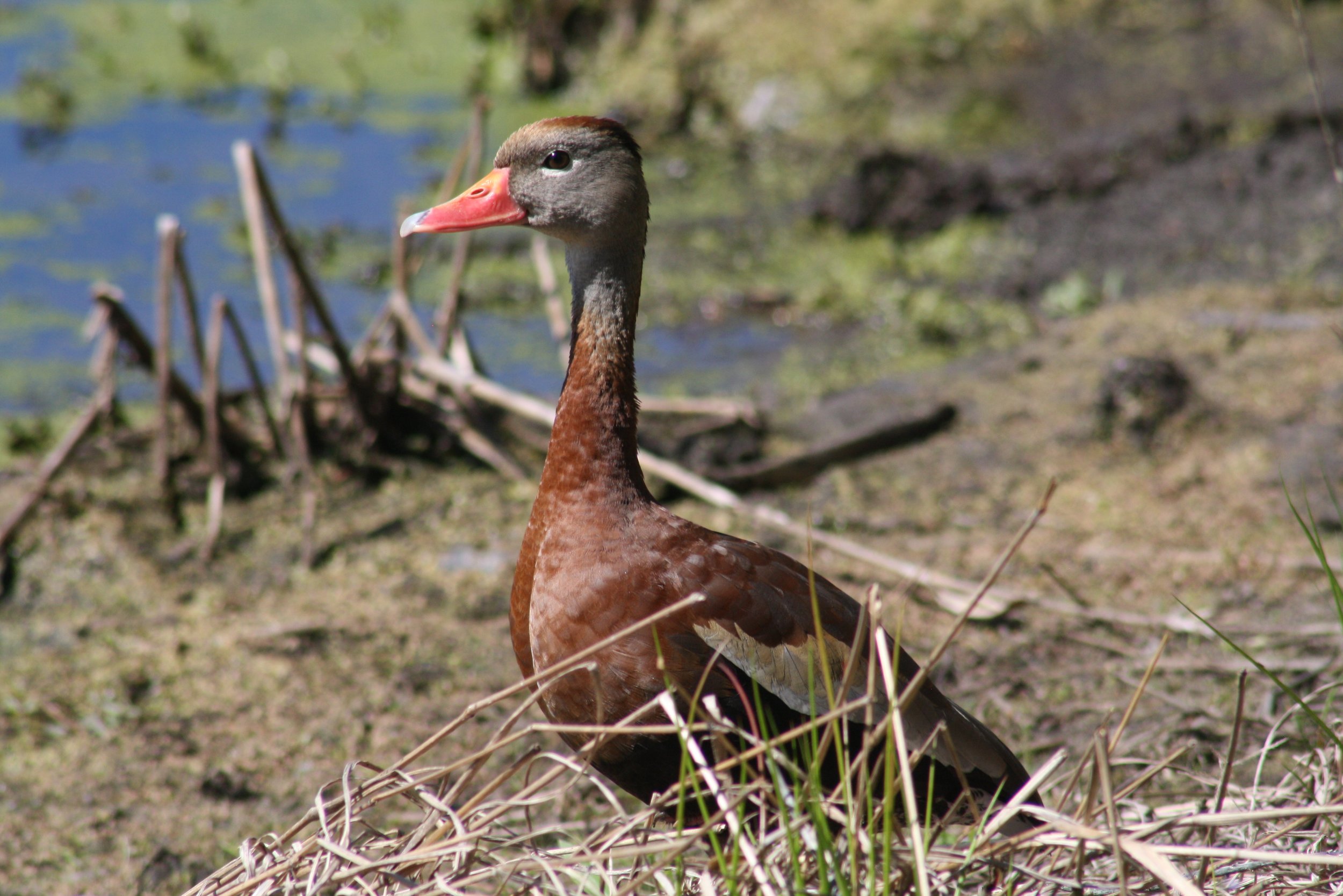 Black Bellied Whistling Duck, Hilton Head Island, SC, 2026.