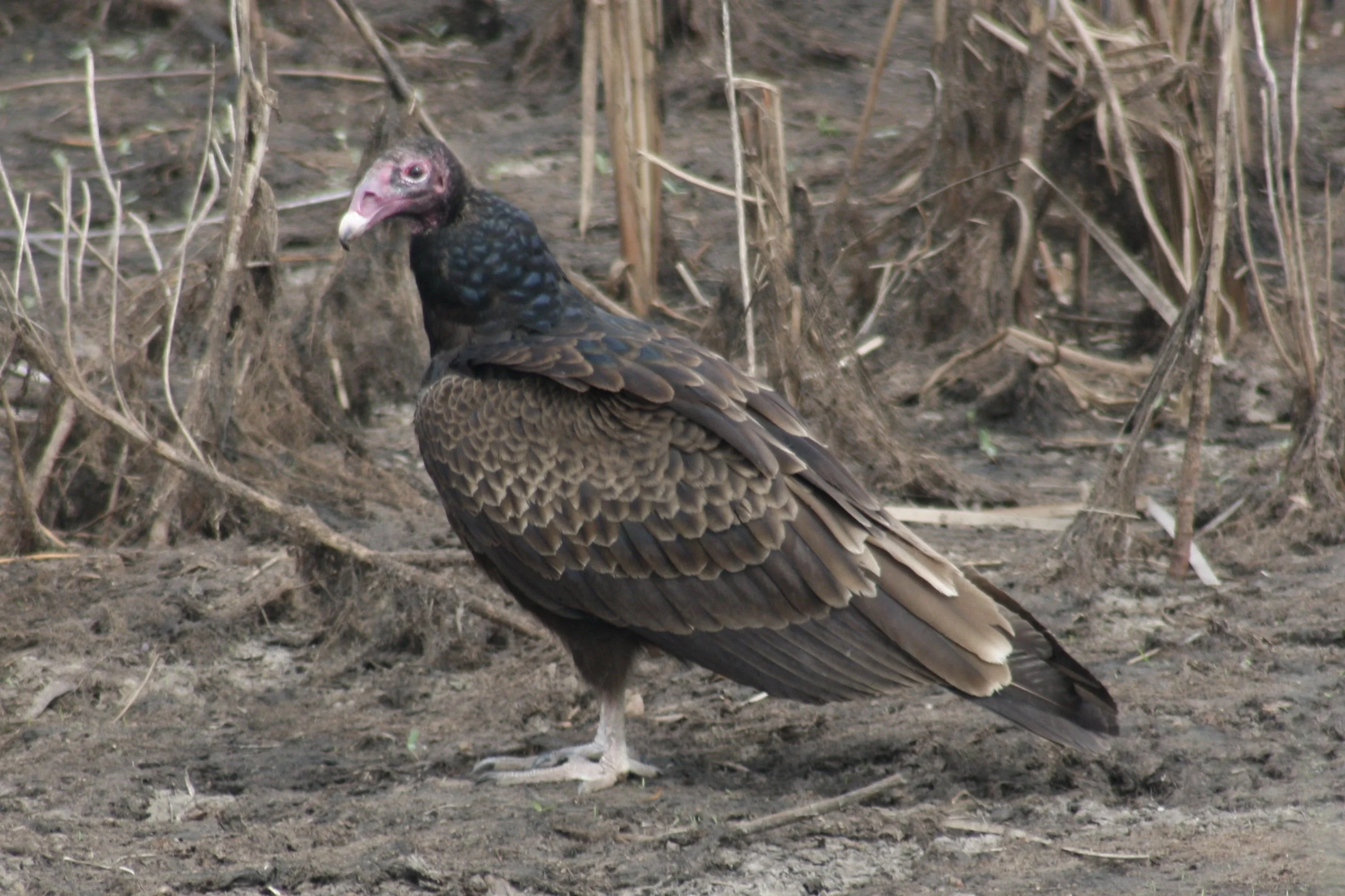 Turkey Vulture, Savannah, GA, 2026.