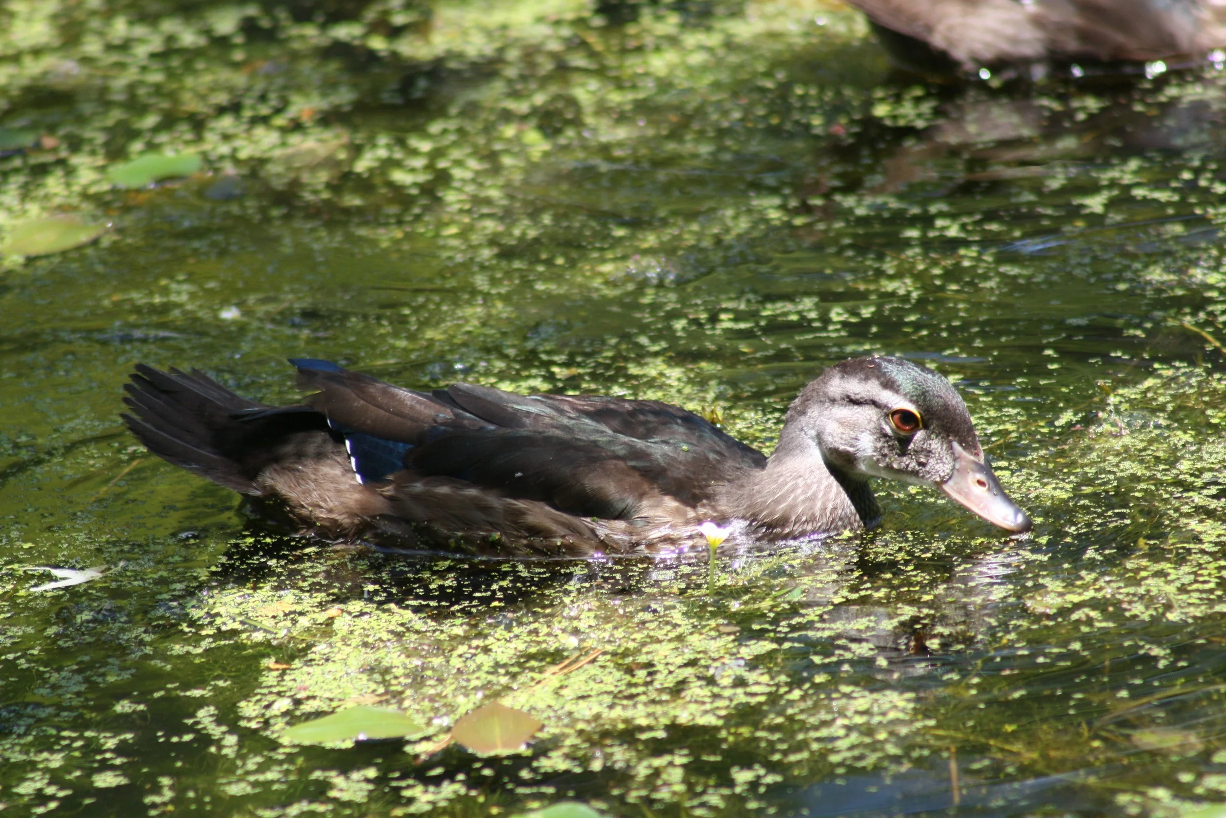 Wood Duck, Charleston, SC, 2026.