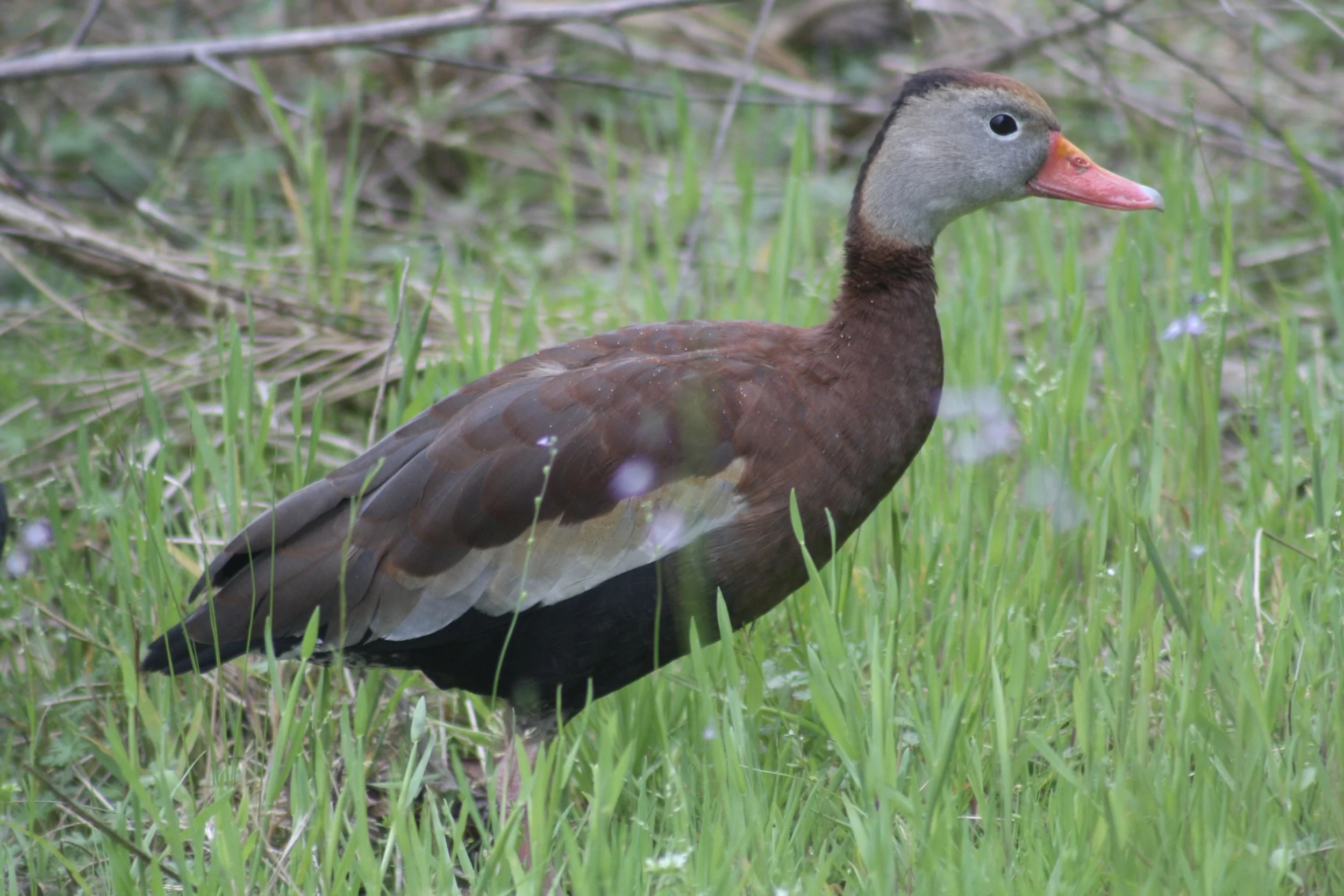 Black Bellied Whistling Duck, Hilton Head Island, SC, 2026.