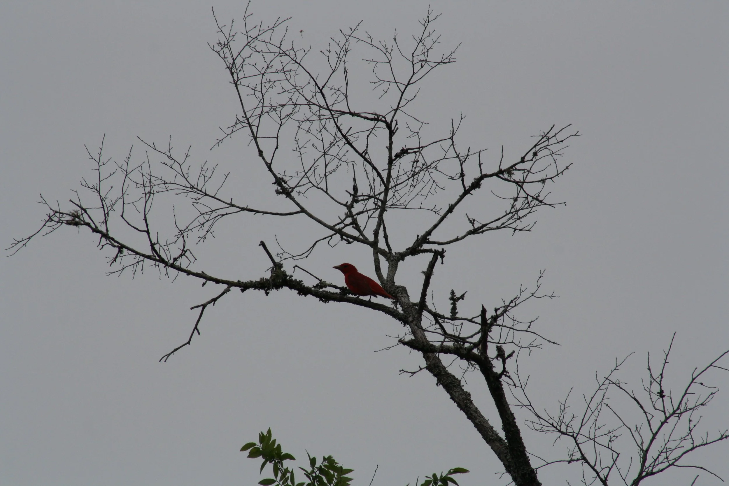 Summer Tanager, Heggie's Rock, GA, 2025.
