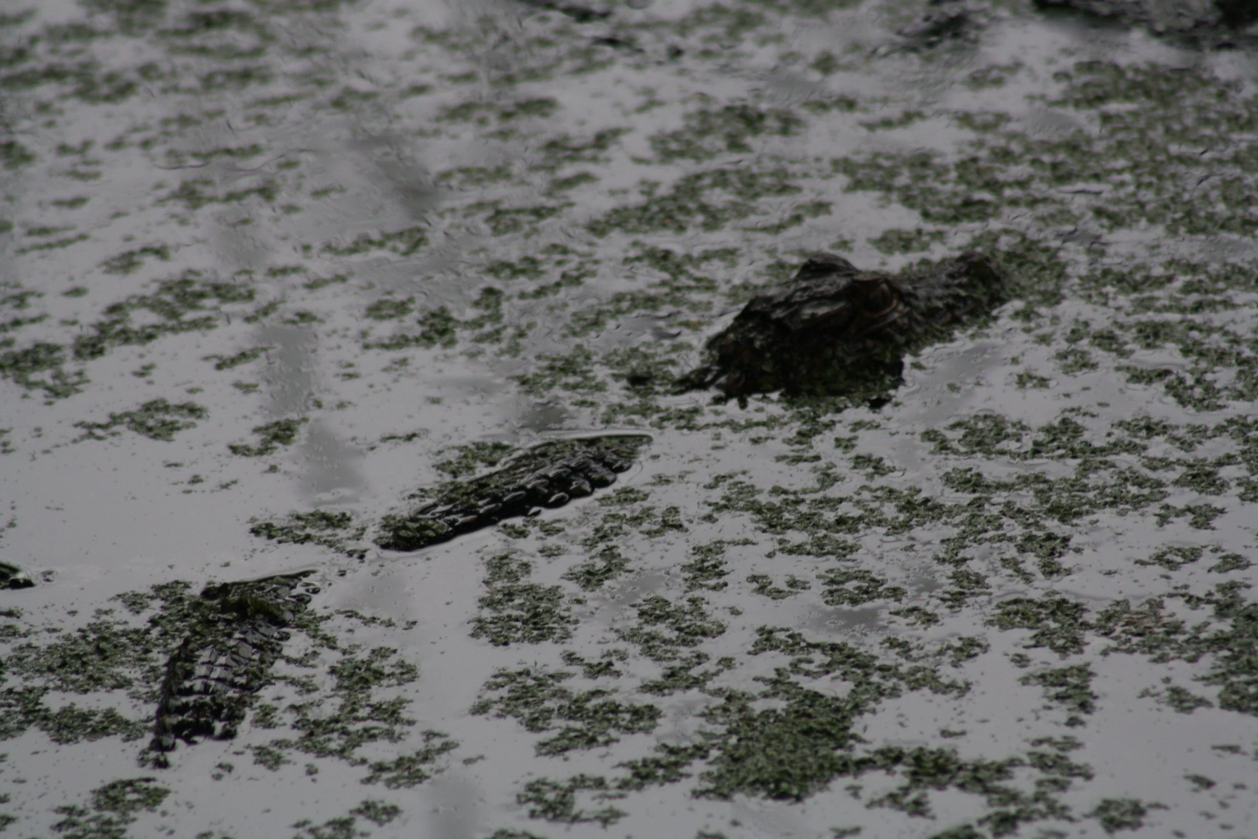 Alligator, Skidaway Island, GA, 2025.