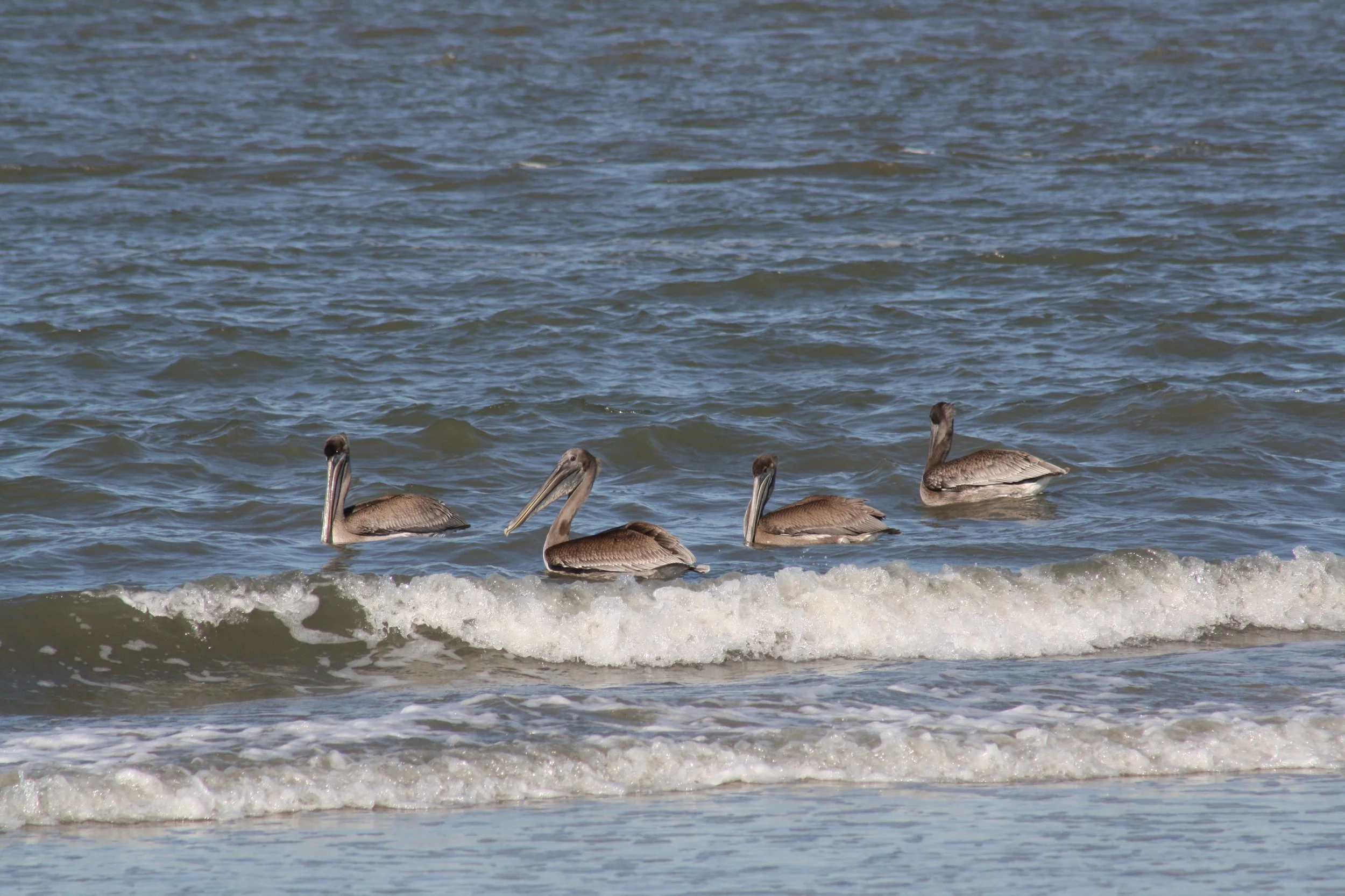 Brown Pelican, Tybee Island, GA, 2025.