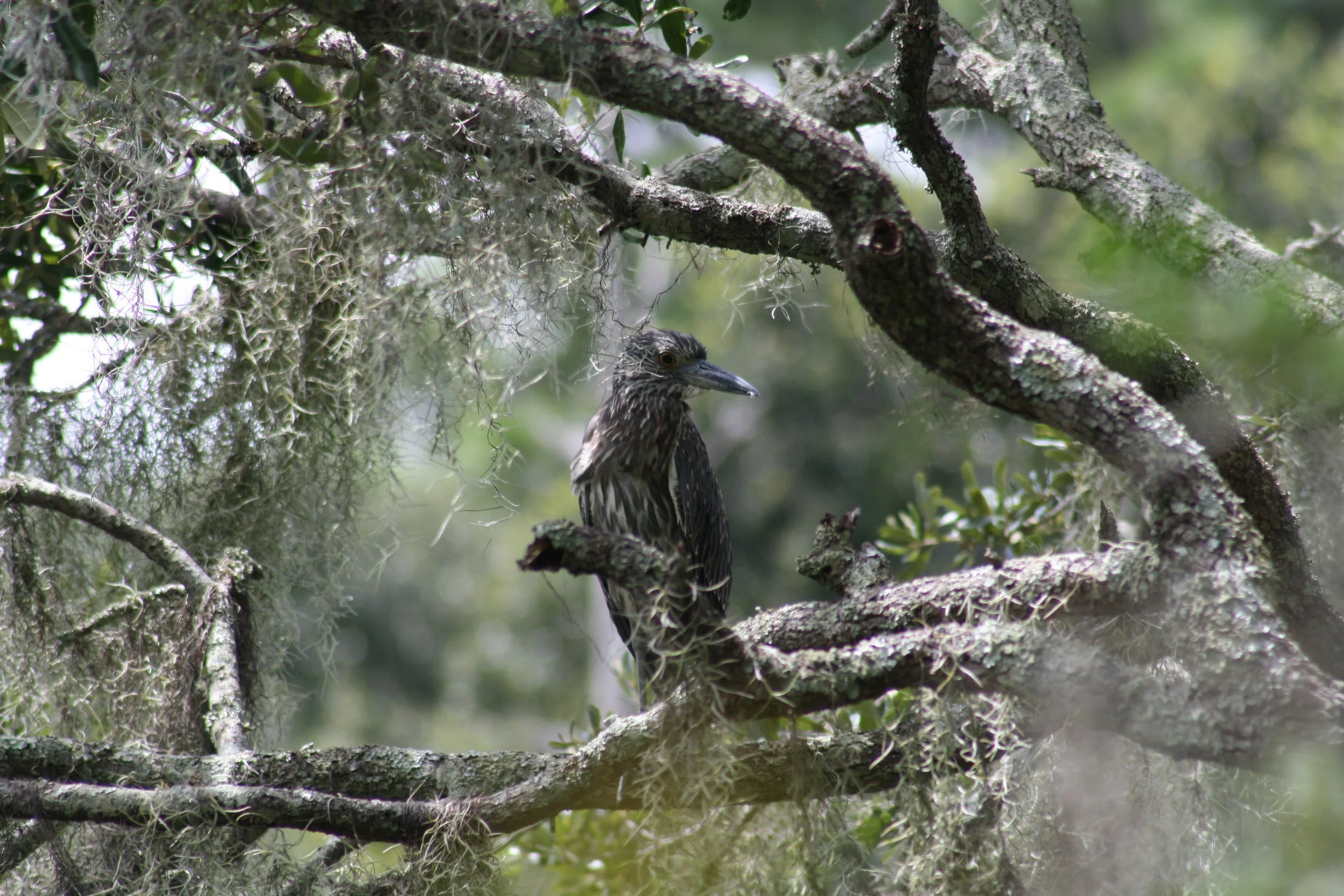 Yellow Crowned Night Heron, Skidaway Island, GA, 2025.