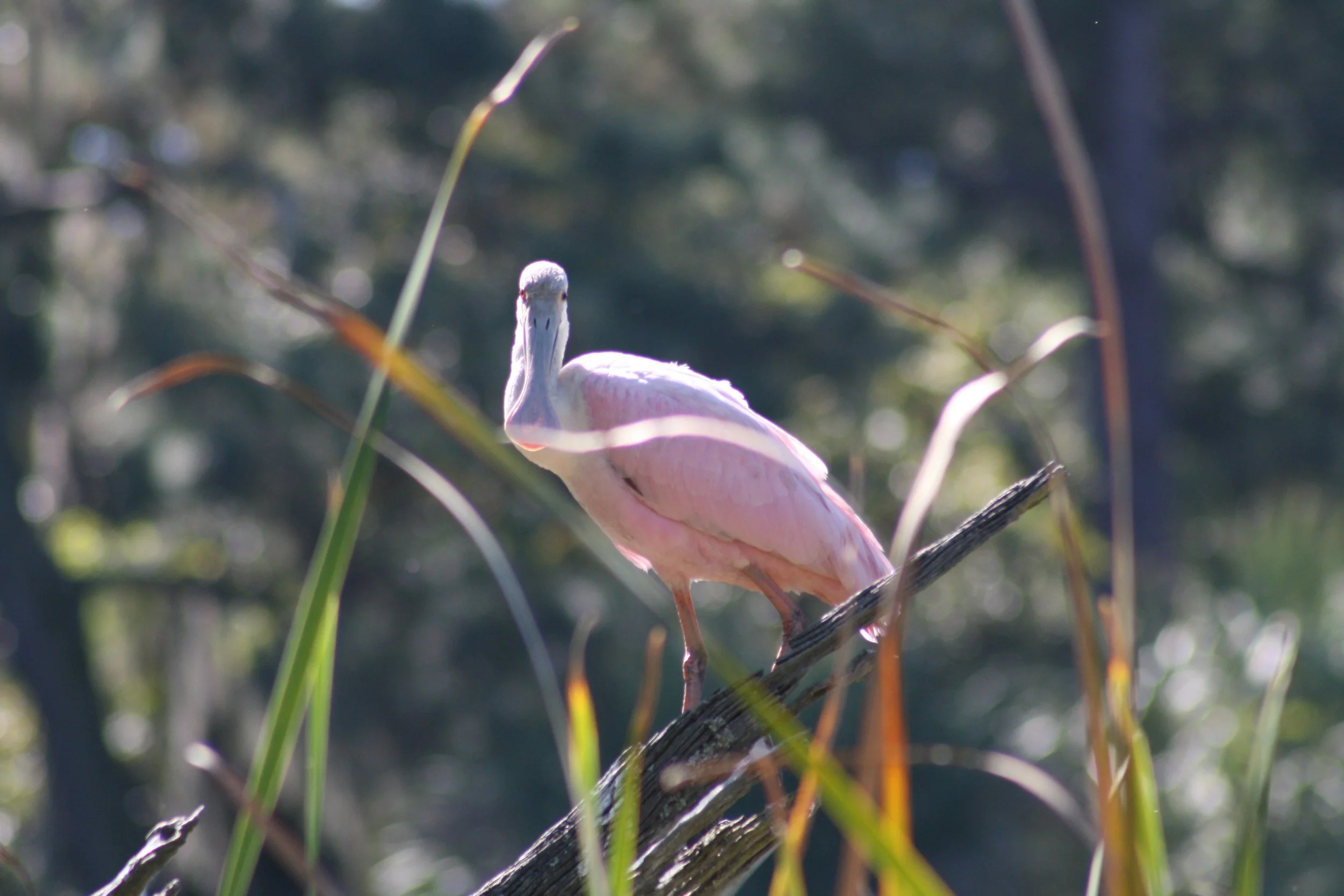 Roseate Spoonbill, Skidaway Island, GA, 2025.