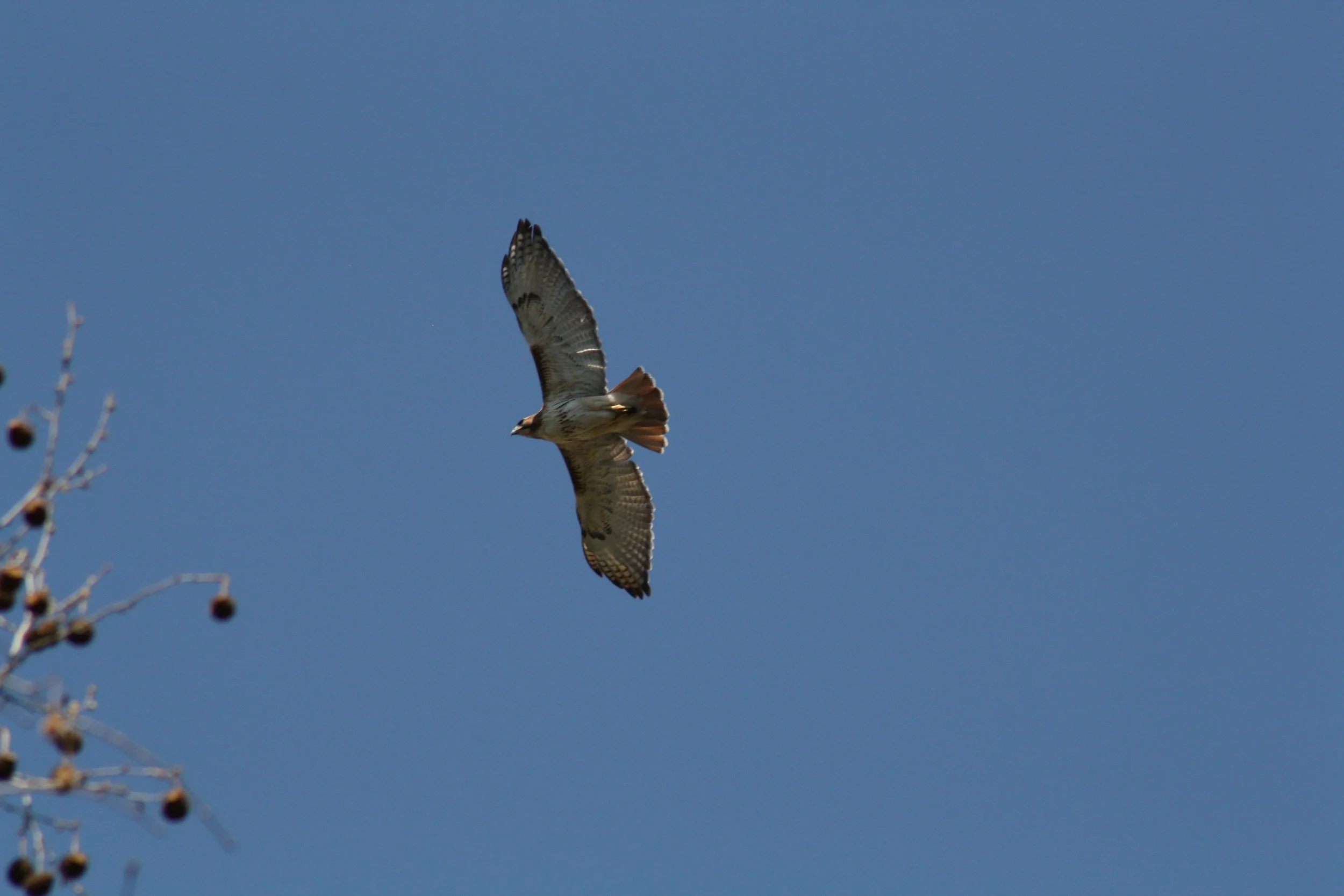 Red Tailed Hawk, Roswell, GA, 2025.