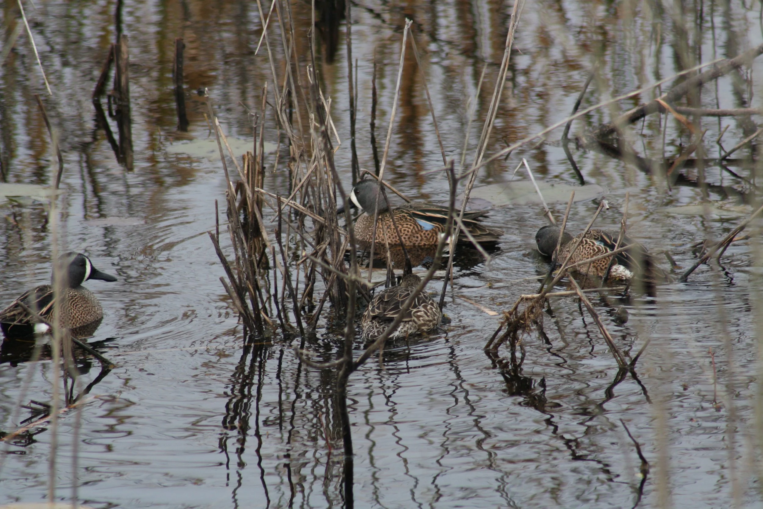 Blue Winged Teal, Savannah, GA, 2026.