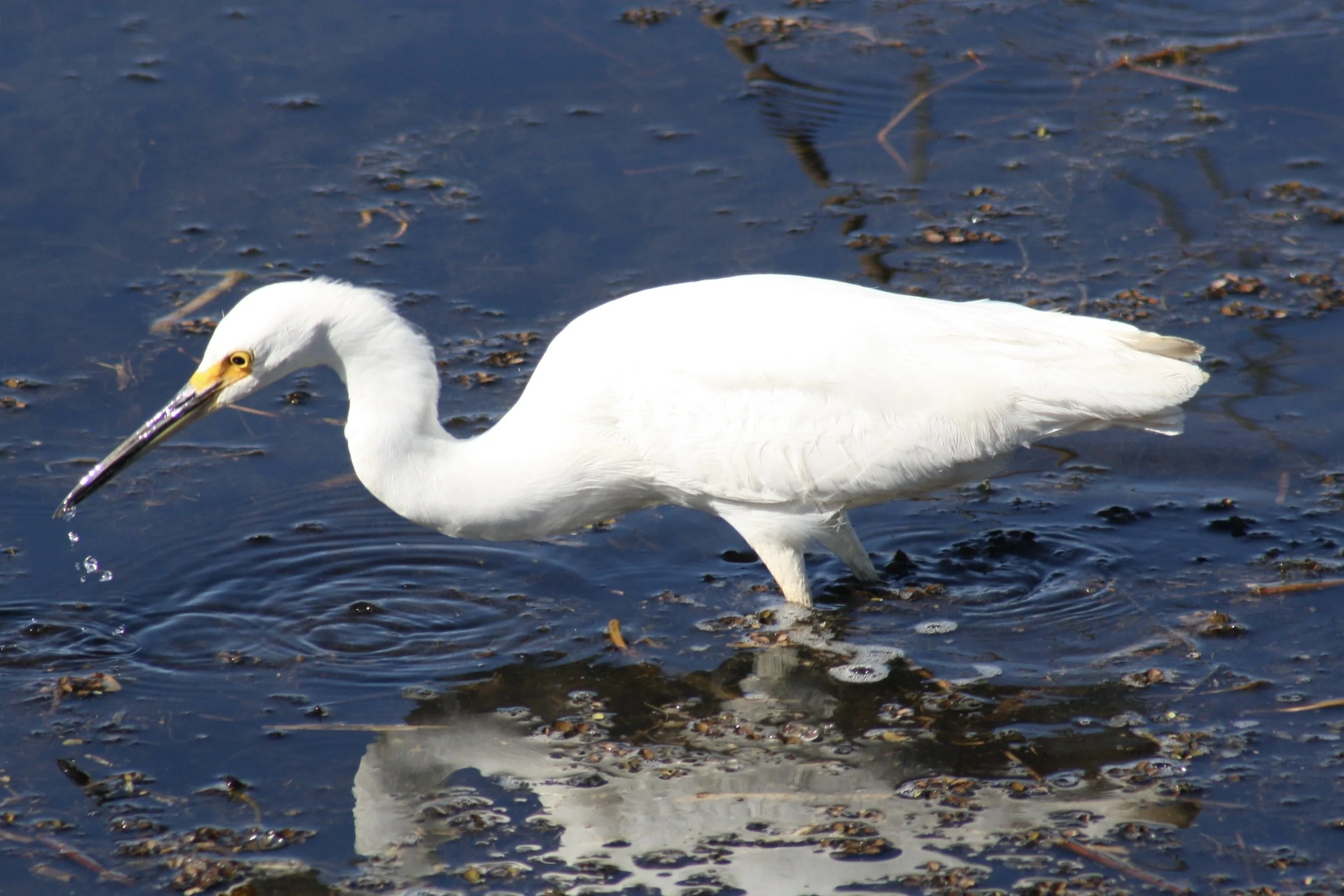Snowy Egret, Savannah, GA, 2026.