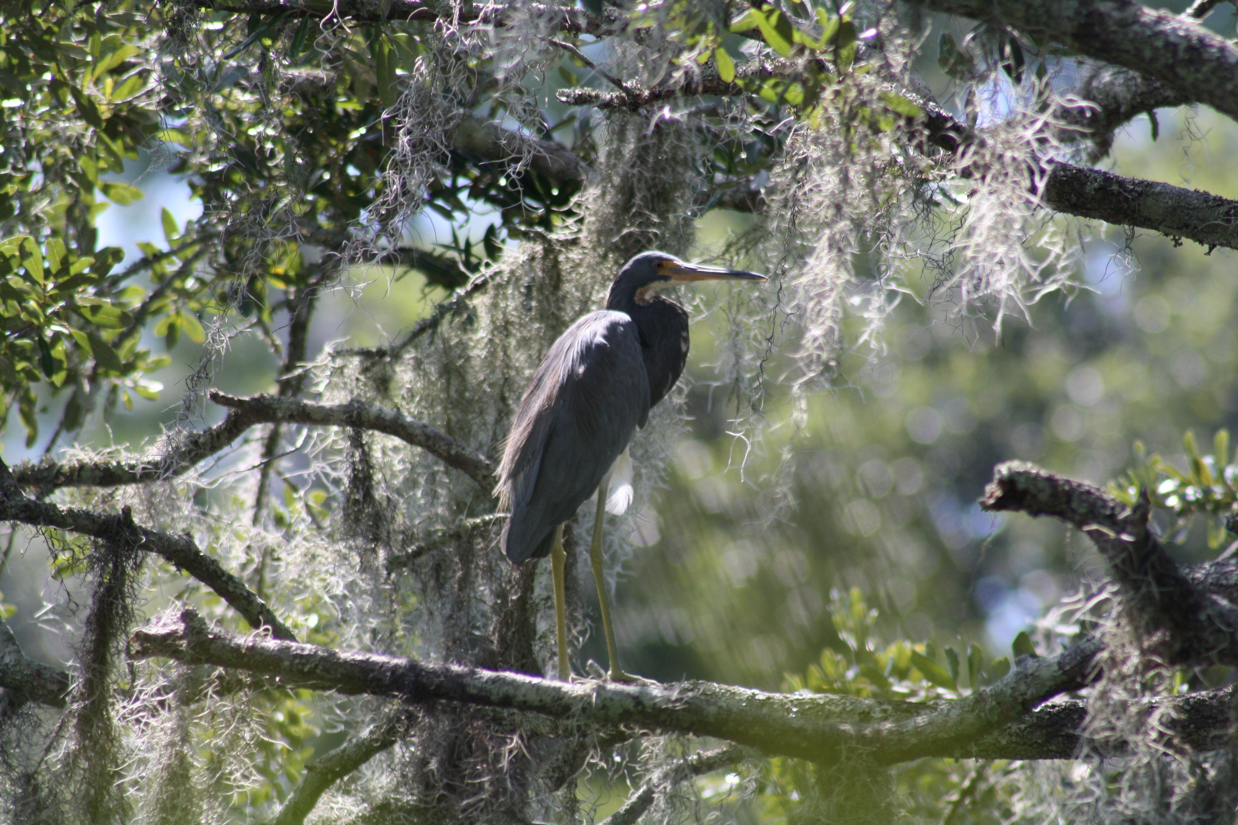 Tricolored Heron, Skidaway Island, GA, 2025.
