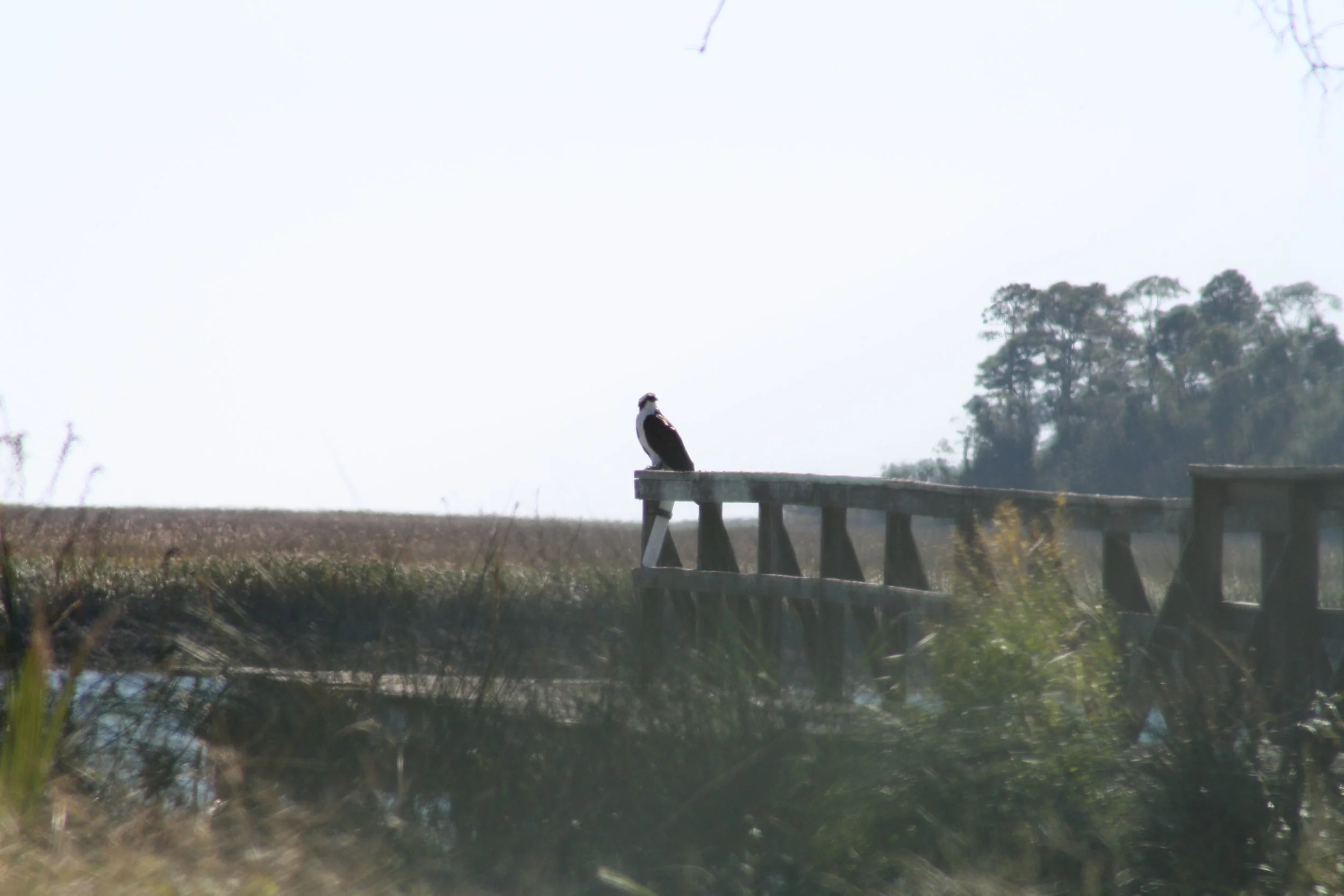 Osprey, Tybee Island, GA, 2025.