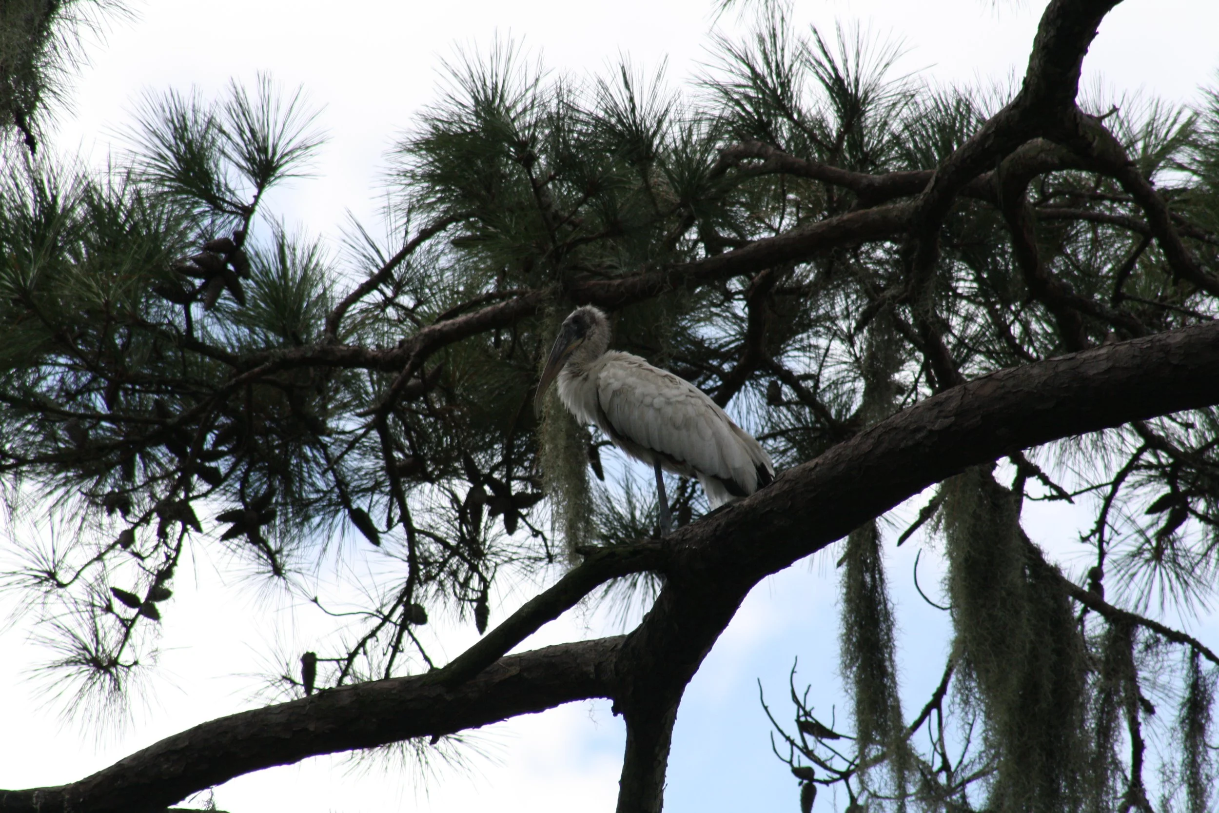 Wood Stork, Skidaway Island, GA, 2025.