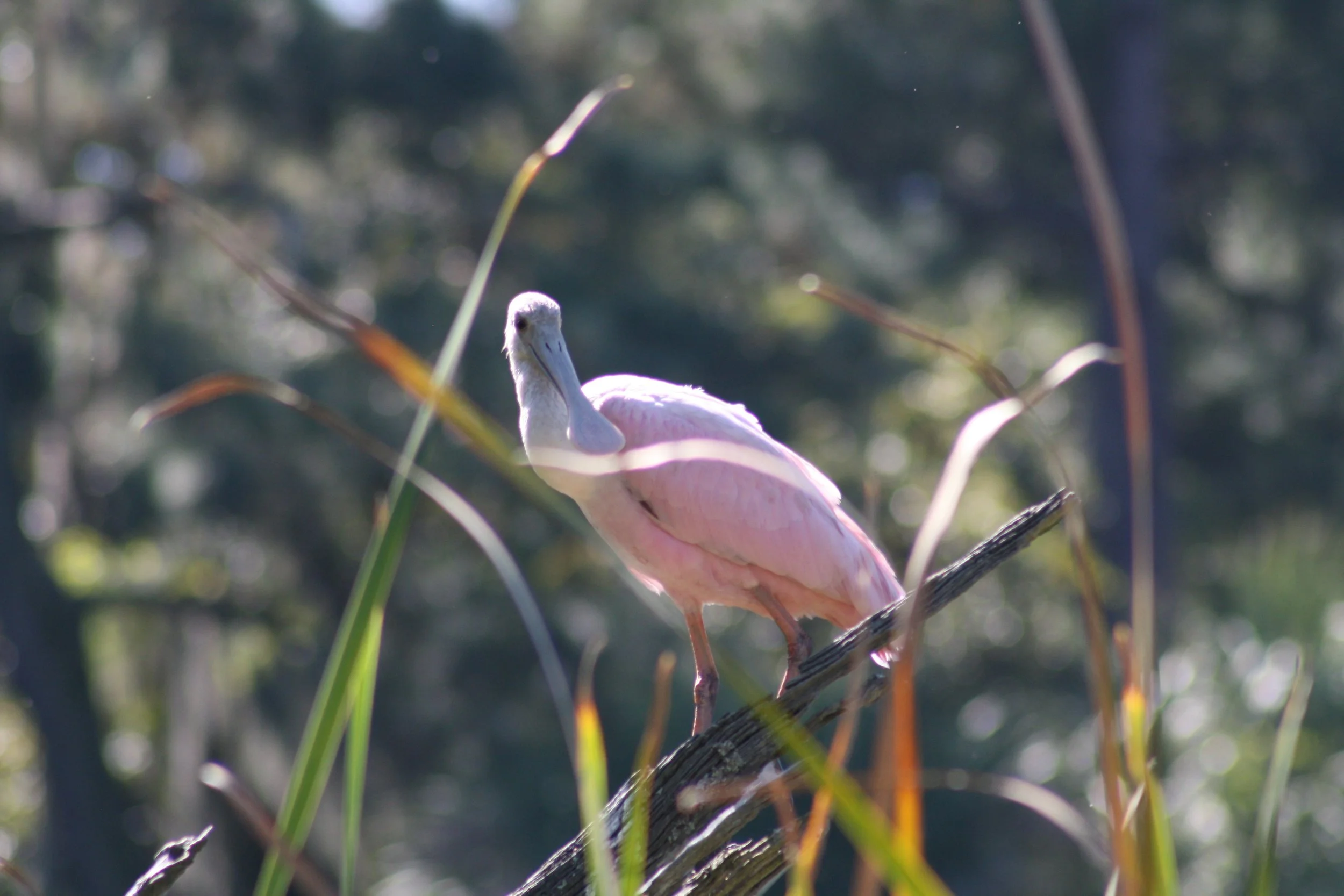 Roseate Spoonbill, Skidaway Island, GA, 2025.