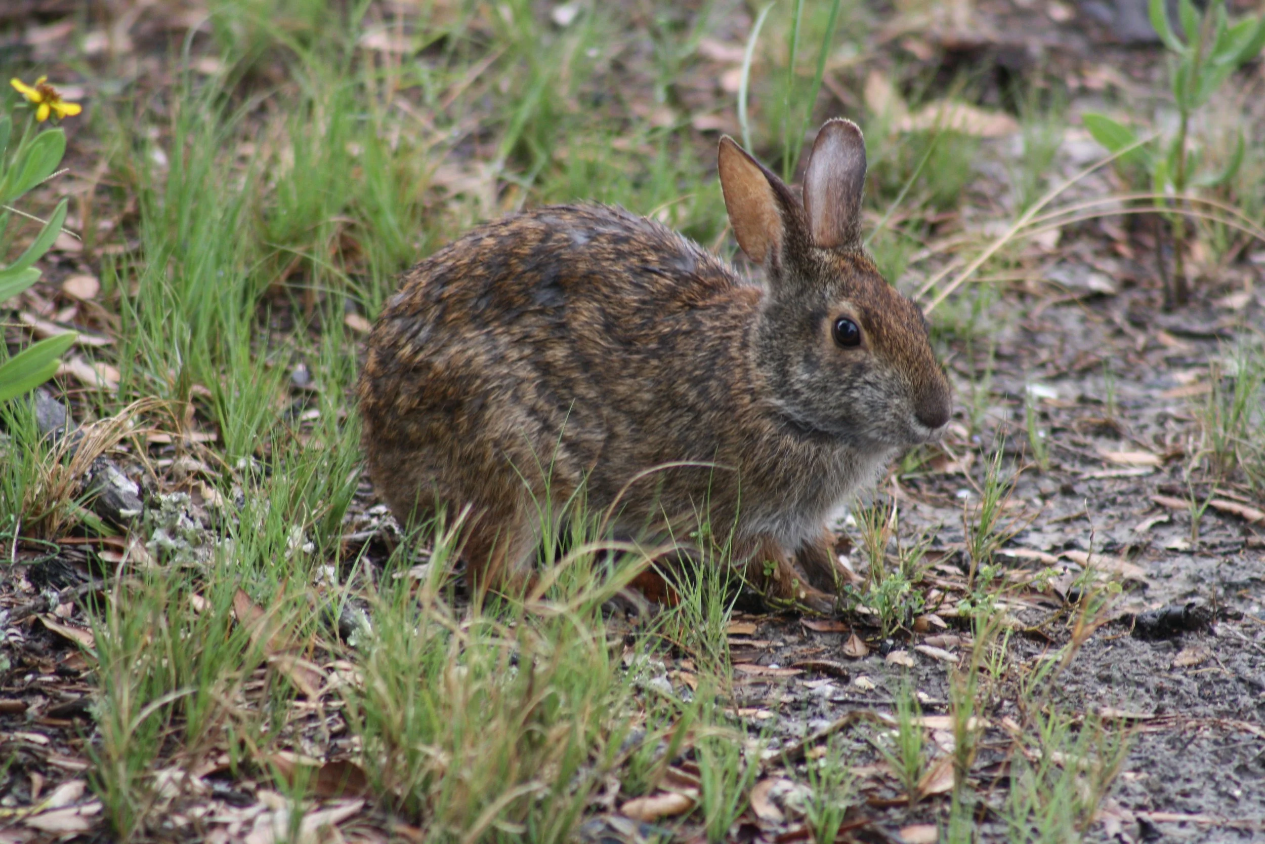 Jekyll Island, GA, 2025.