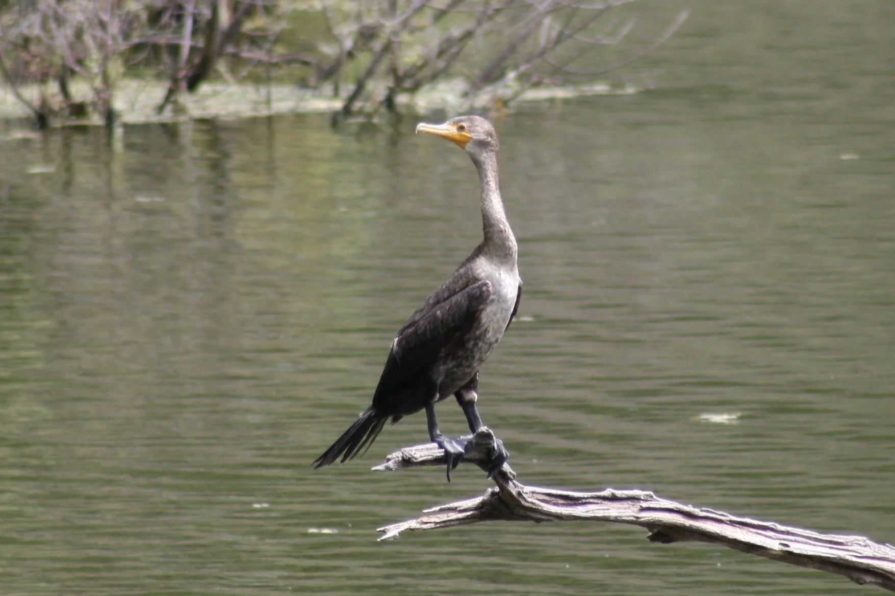 Double Crested Cormorant, Harris Neck, GA, 2025.