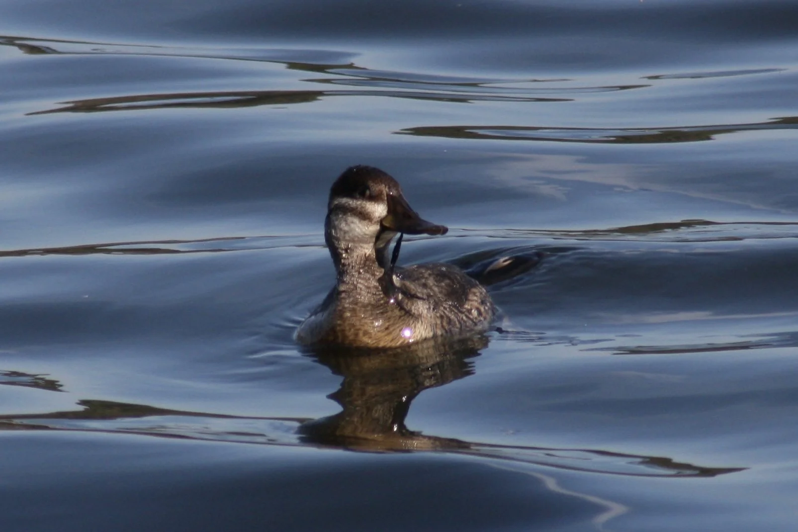 Ruddy Duck, Savannah, GA, 2026.