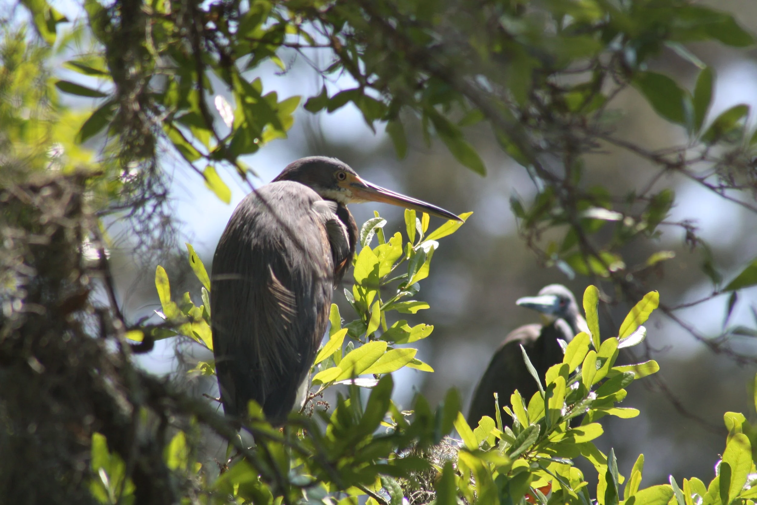 Tricolored Heron, Savannah, GA, 2026.
